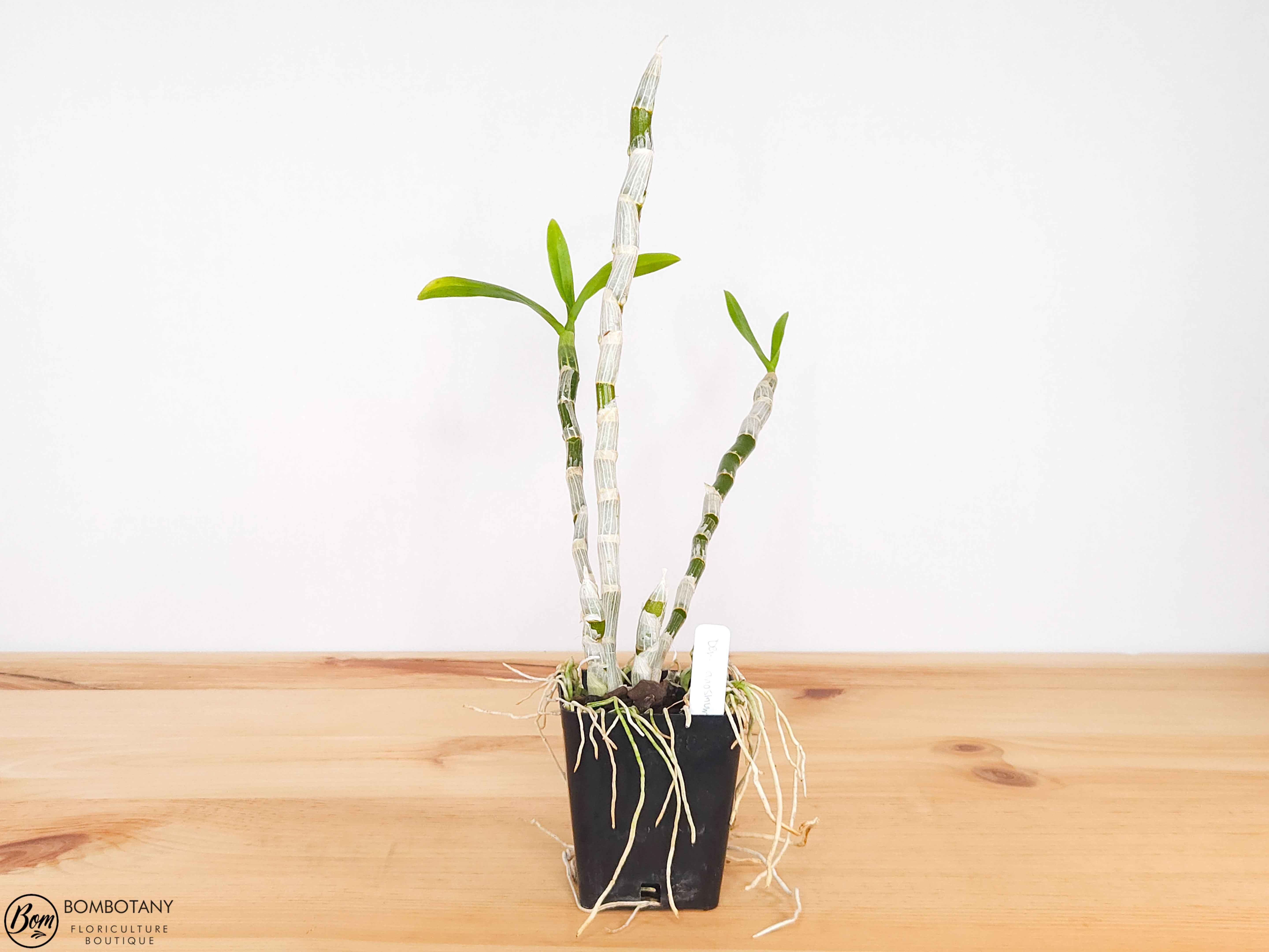 Fragrant Dendrobium anosmum