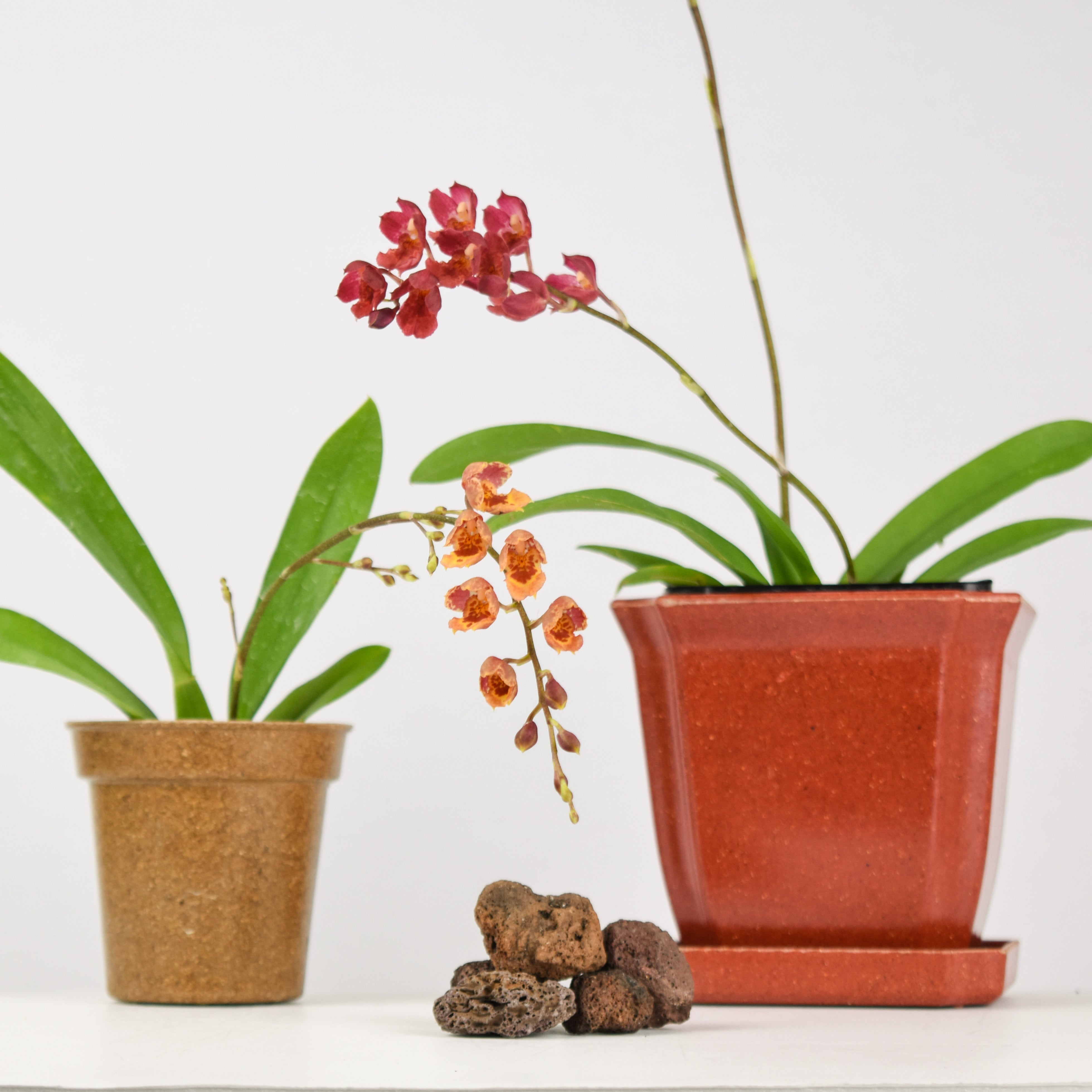 Eco Pot 4.5x4.25" With Saucer