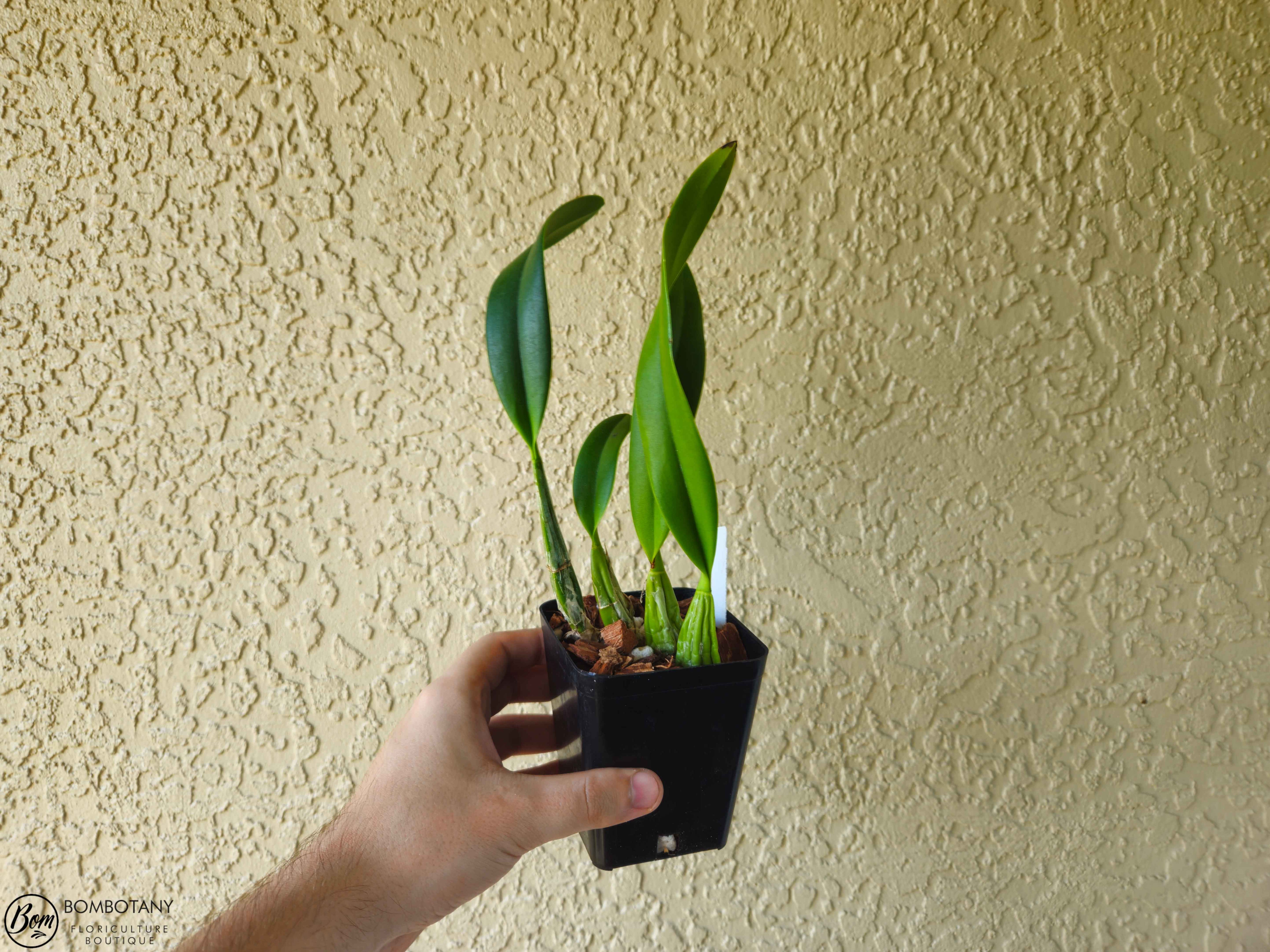 Laeliocattleya Santa Barbara Sunset 'Showtime'