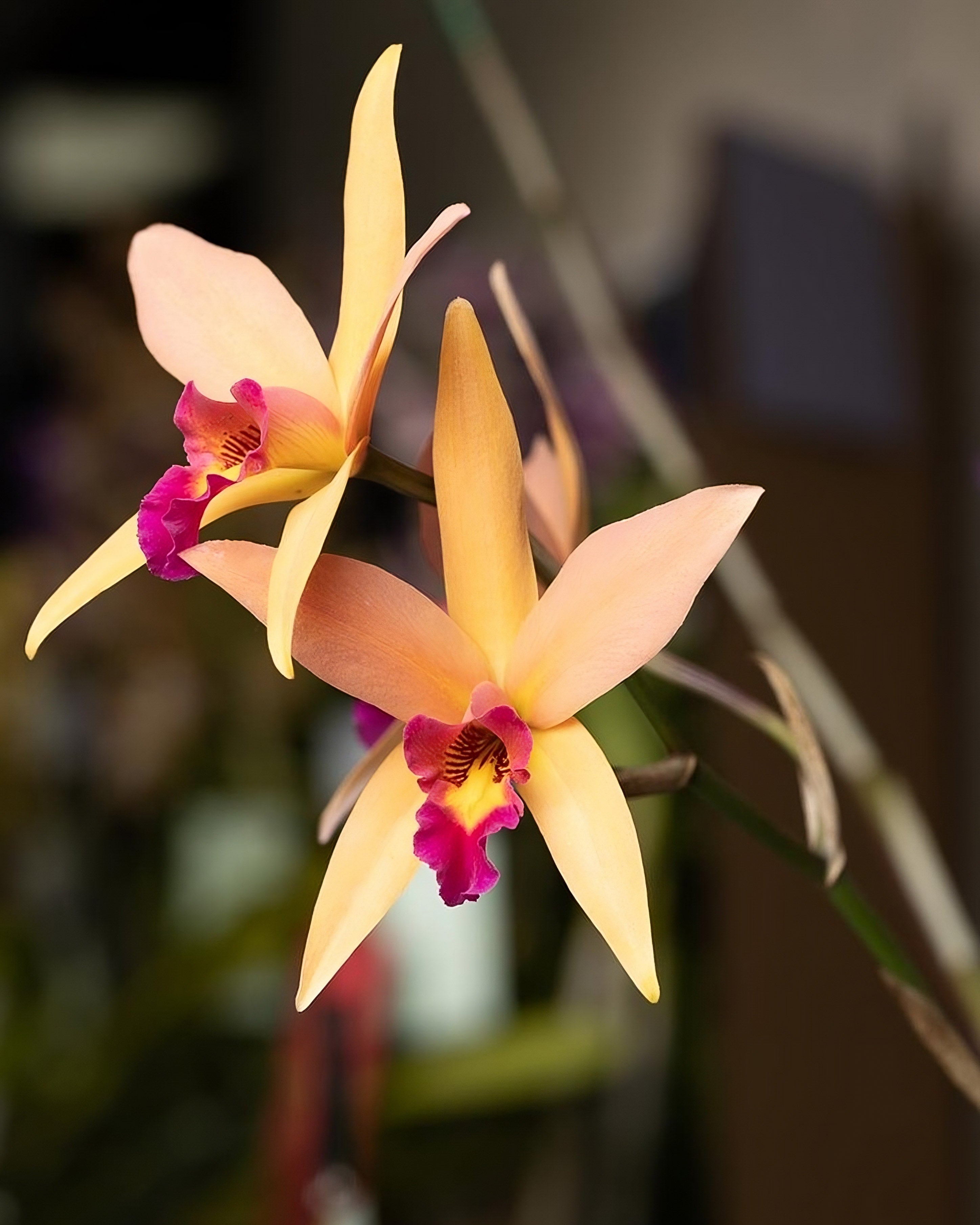 Laeliocattleya Santa Barbara Sunset 'Showtime'