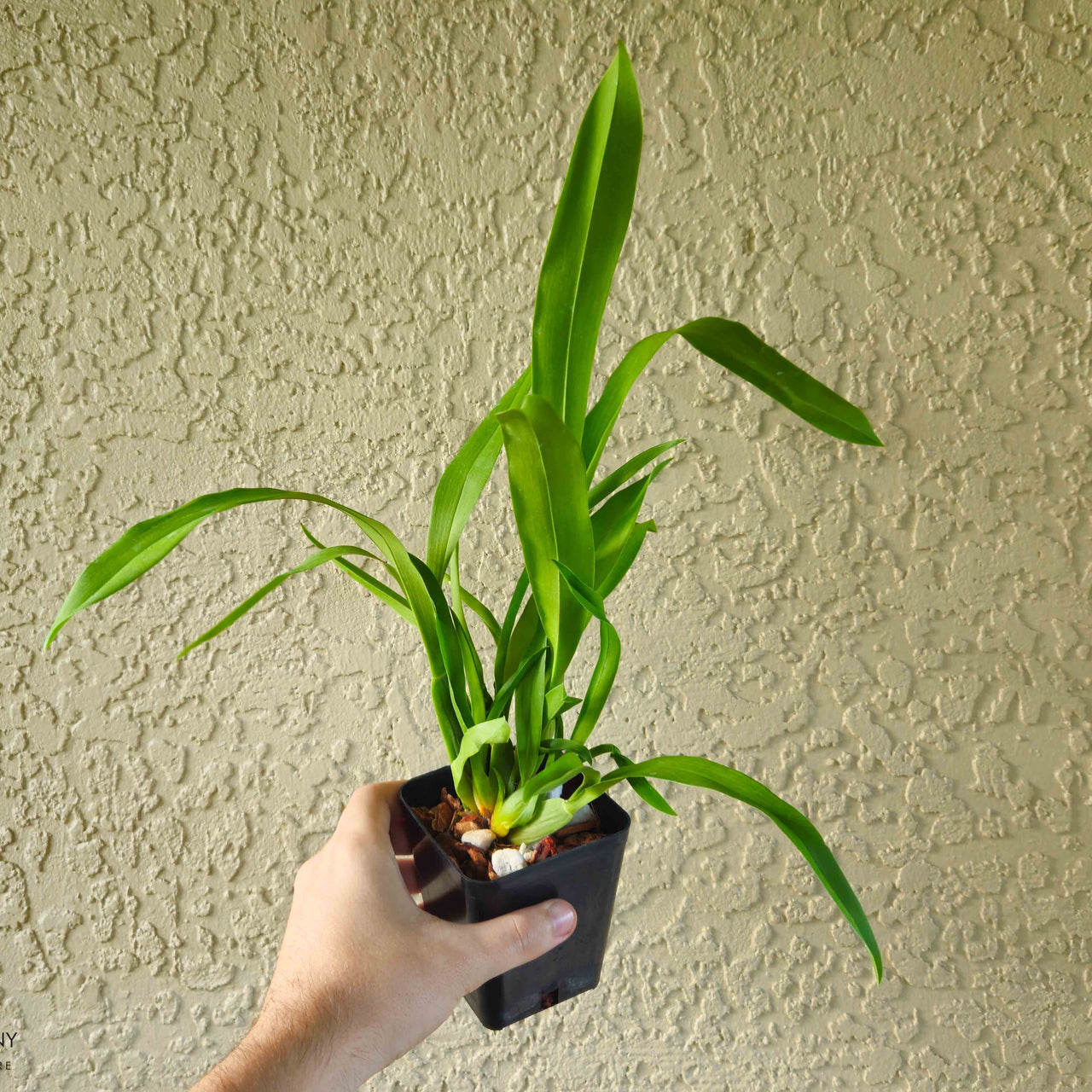 Spider Type Miltassia Phoenix Rising 'White Light'