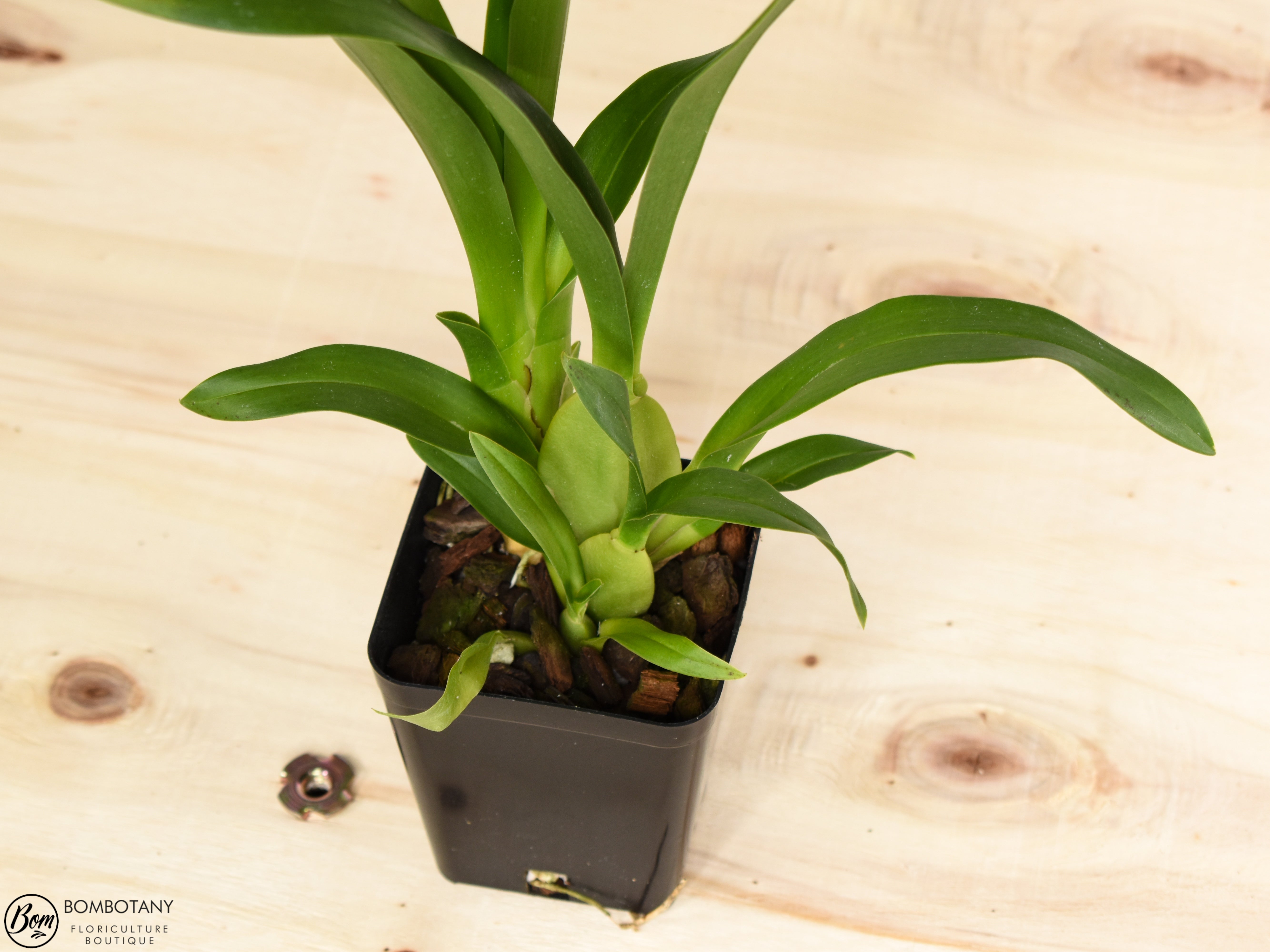 Spider Type Miltassia C. M. Fitch 'Izumi’