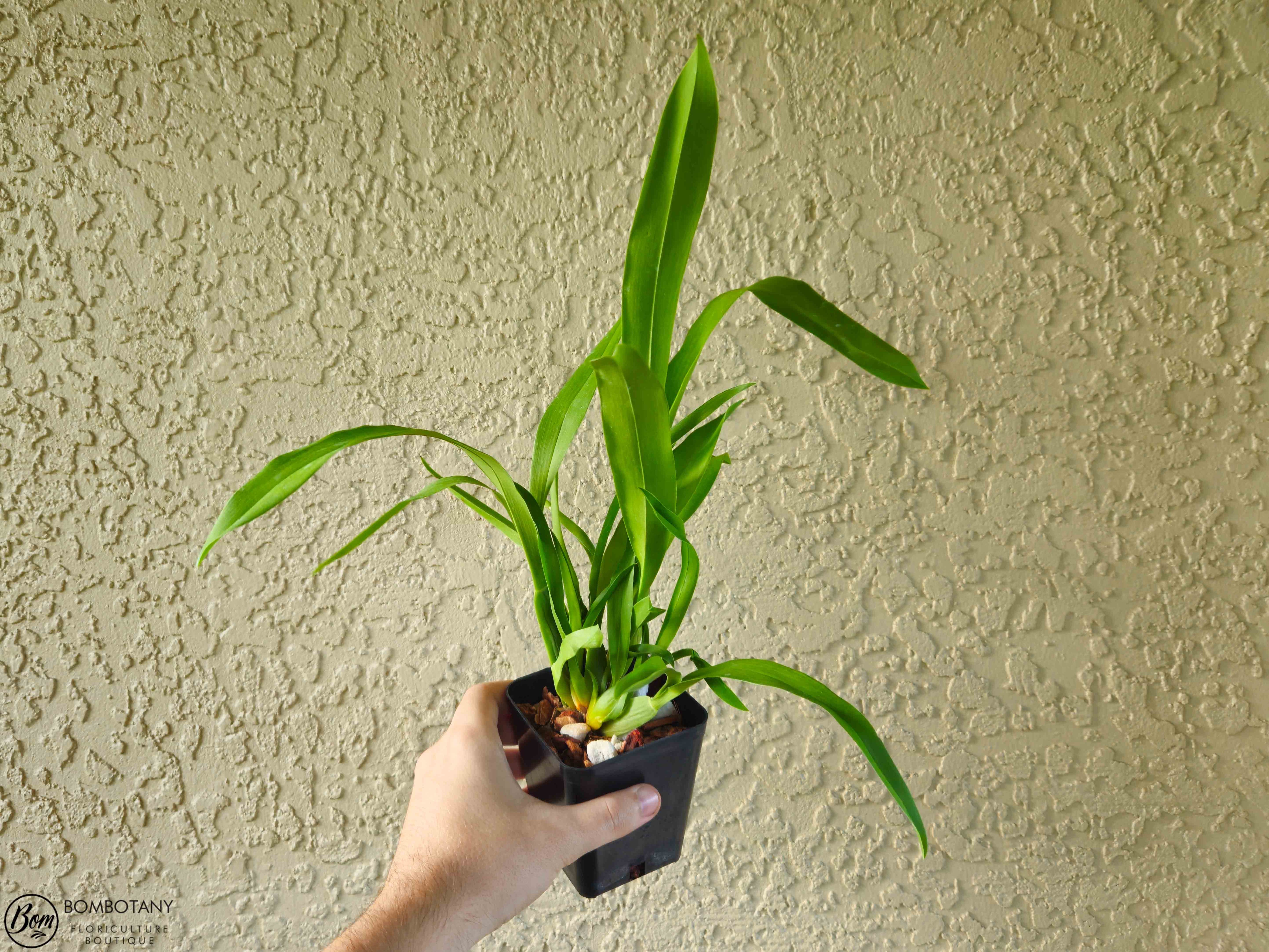 Spider Type Miltassia C. M. Fitch 'Izumi'
