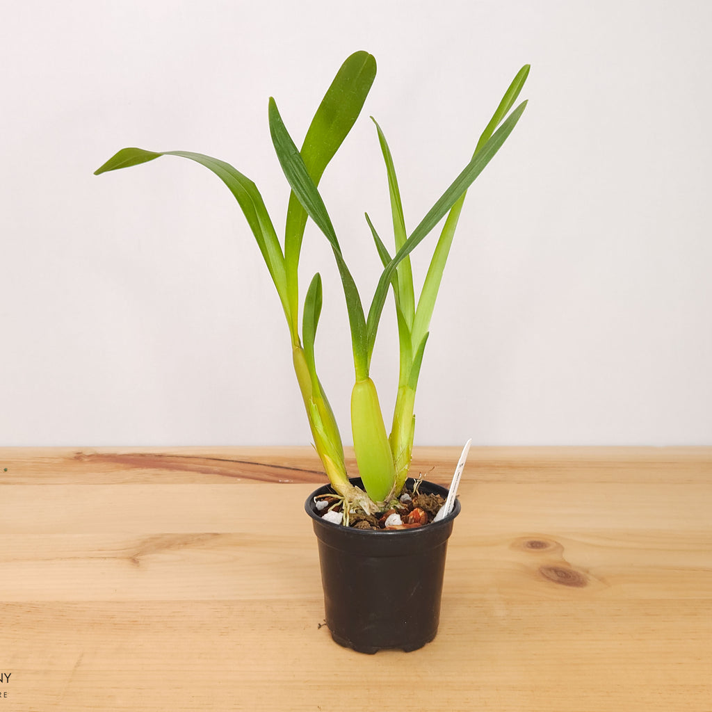 Miltonia spectabilis