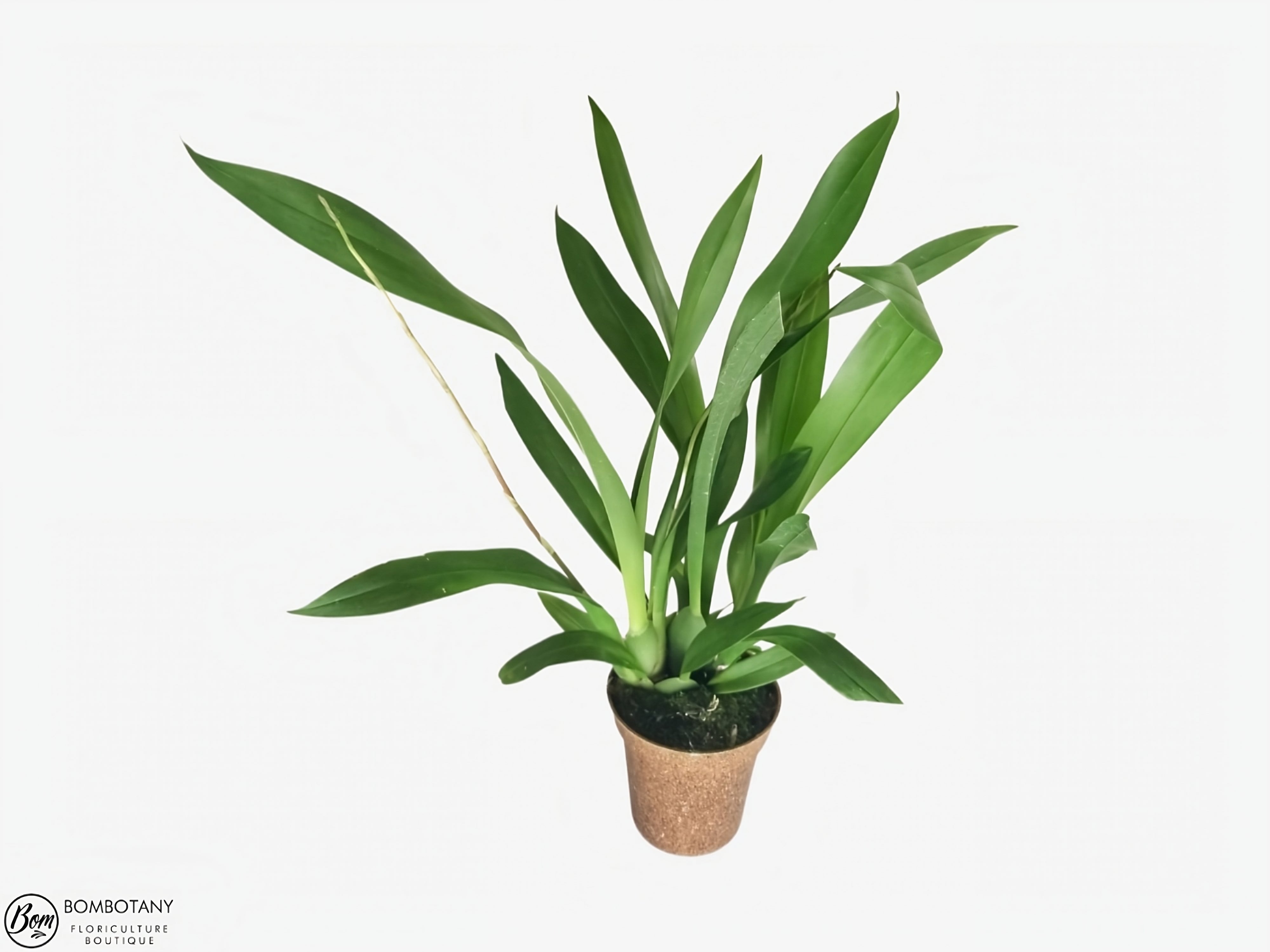 Spider Type Miltassia C. M. Fitch 'Izumi’