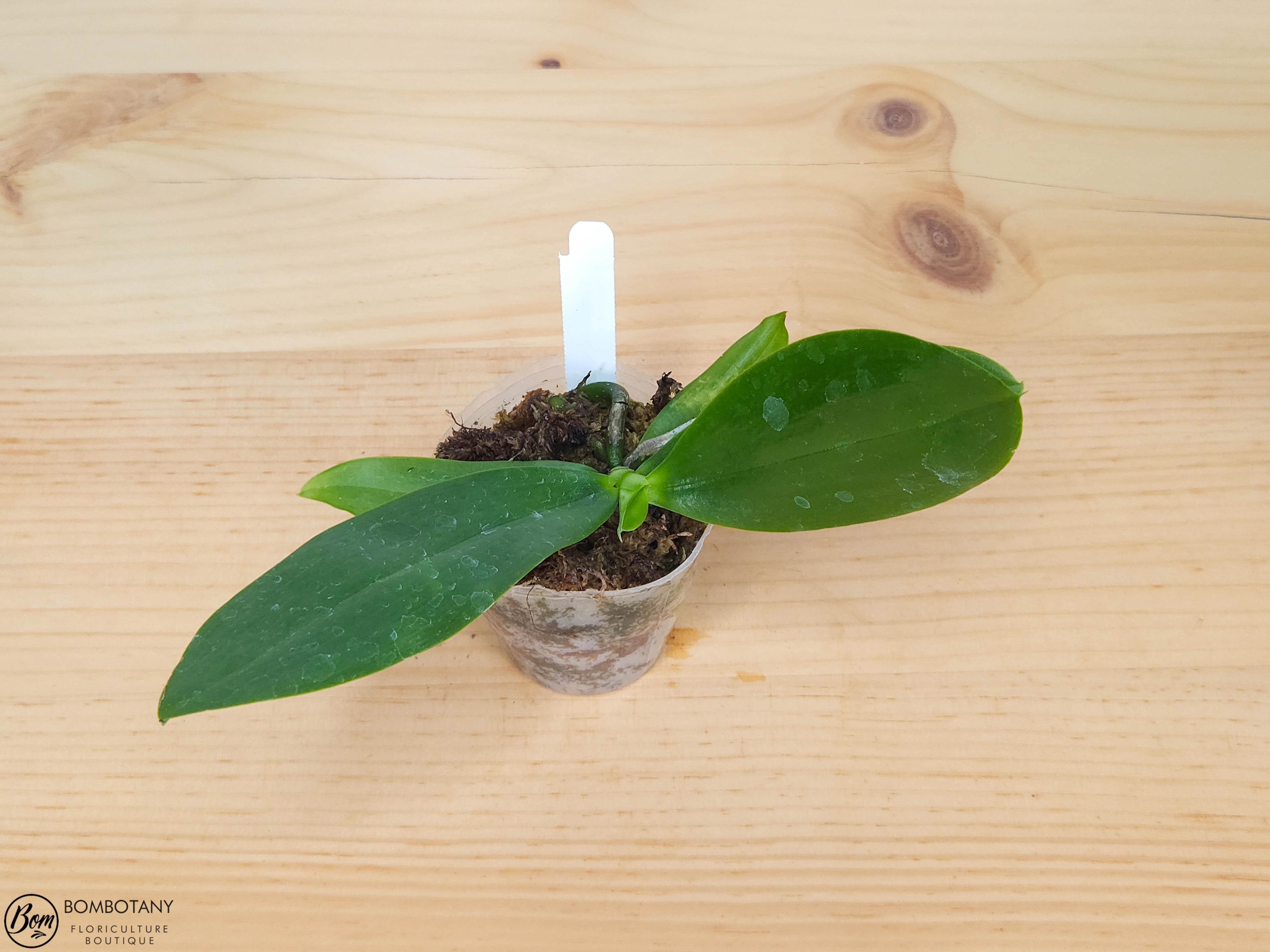 Fragrant Species Phalaenopsis cornu-cervi var vini 'Wan-Kou'