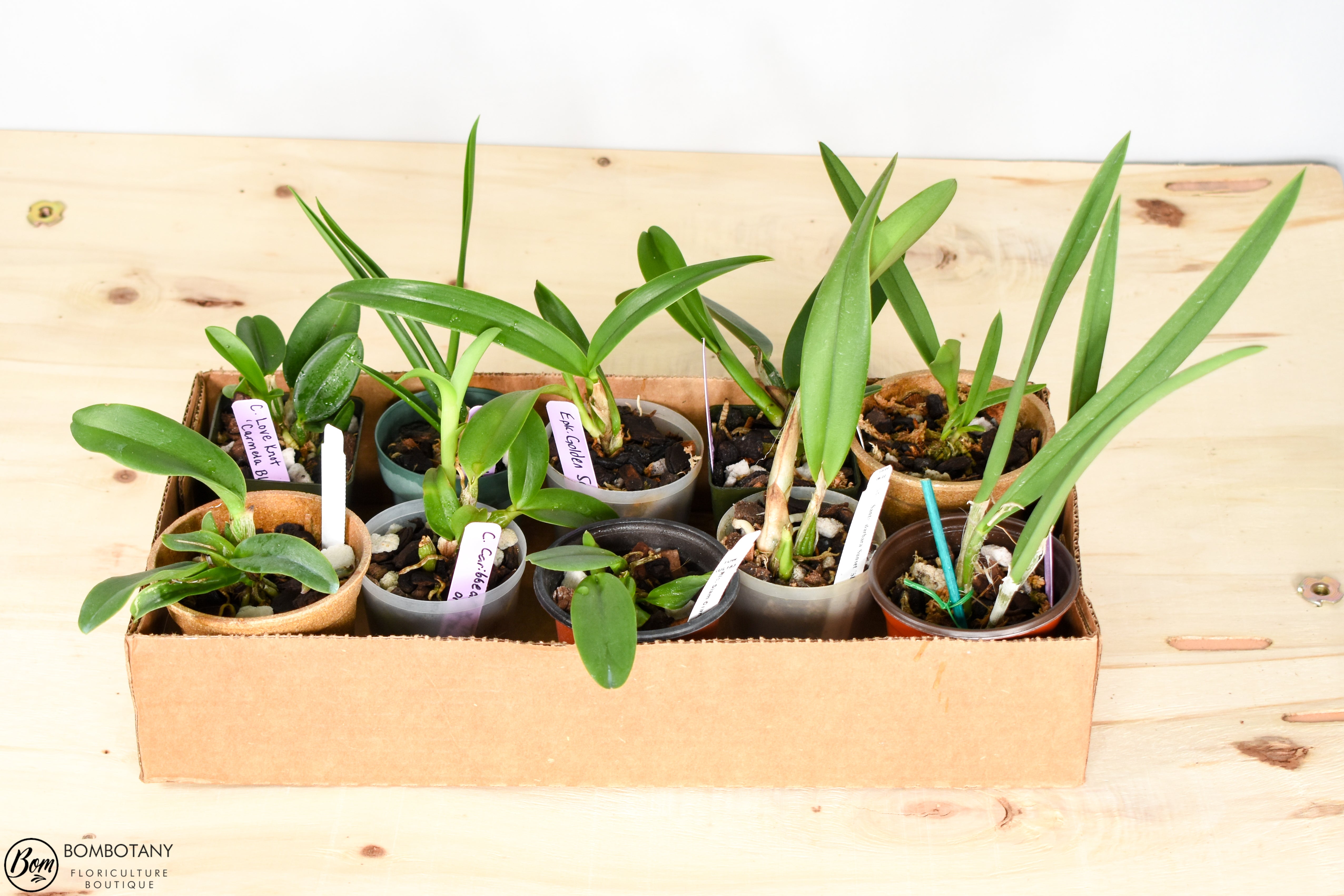 Starter Cattleya Orchid Bundle Box - Plants @ Reduced Prices