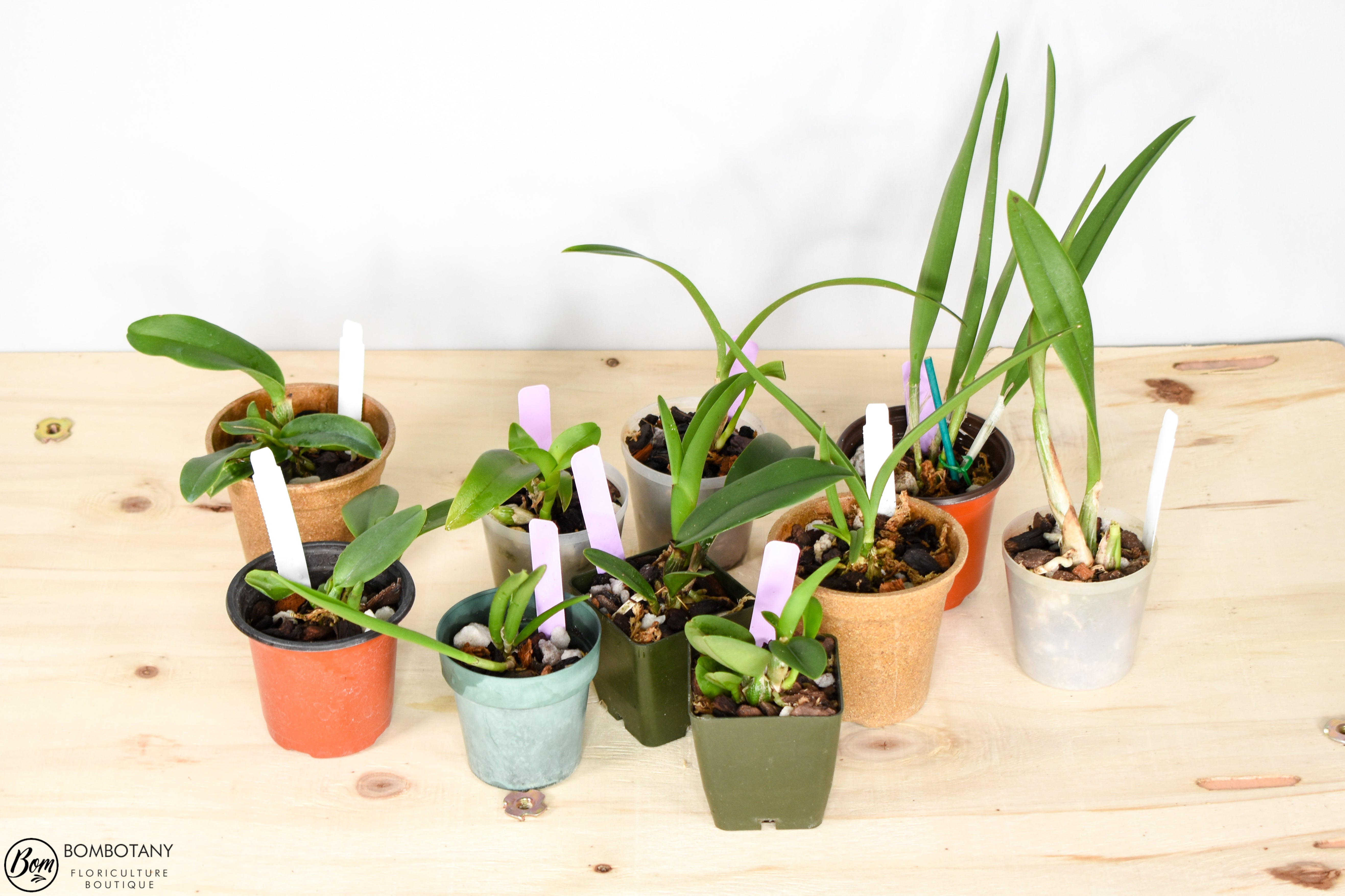 Starter Cattleya Orchid Bundle Box - Plants @ Reduced Prices