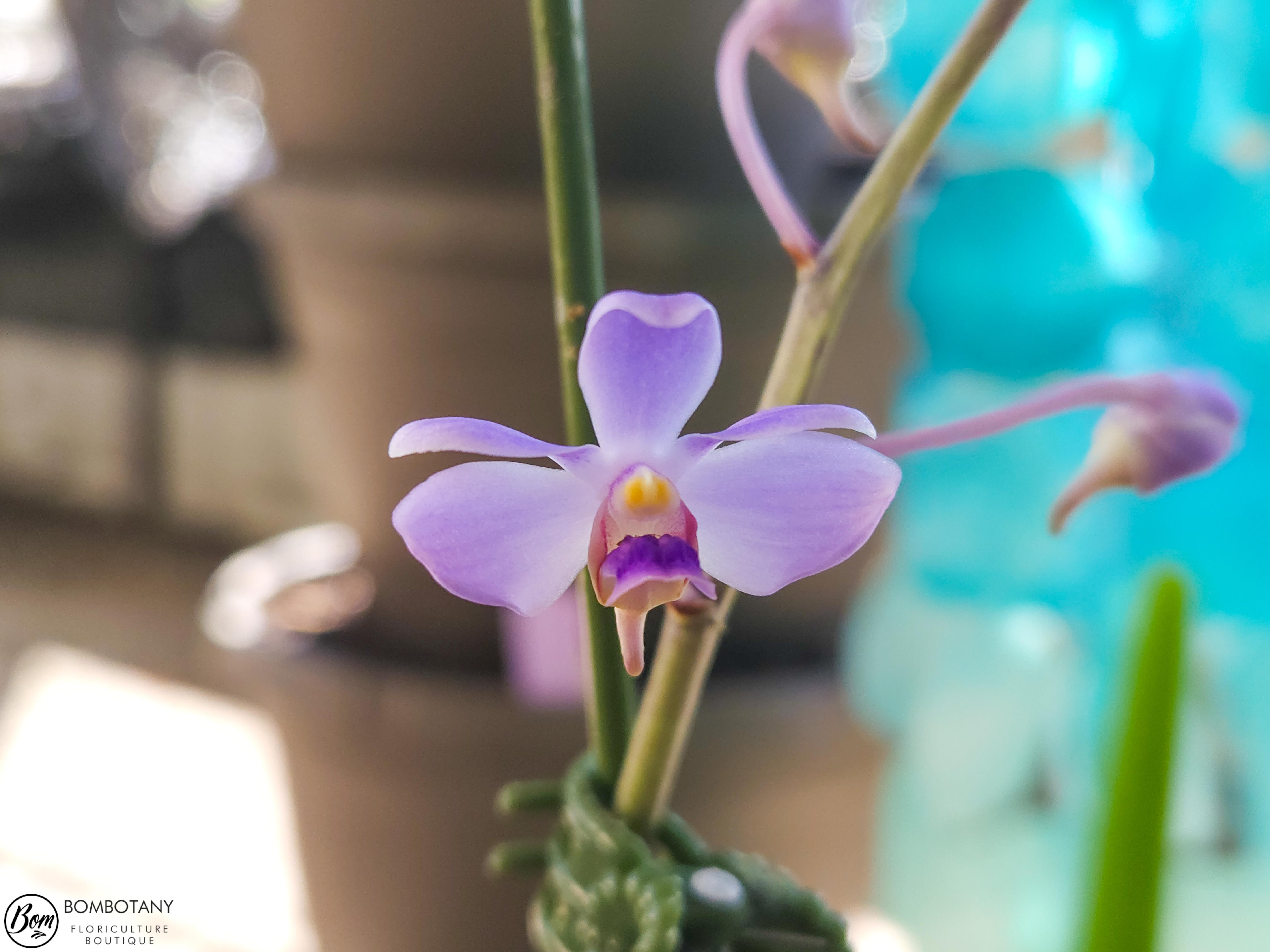 Species Vanda coerulescens