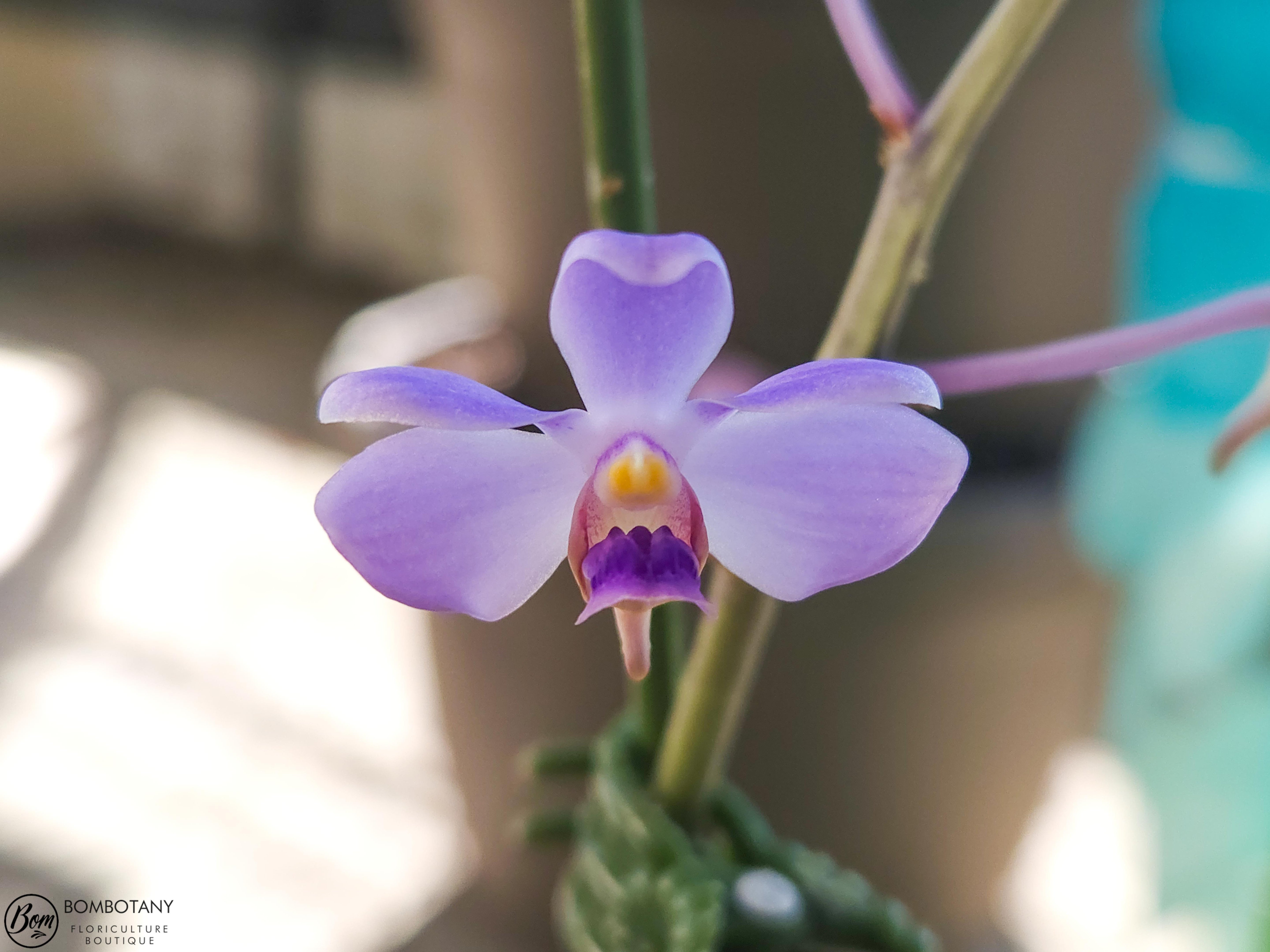 Species Vanda coerulescens