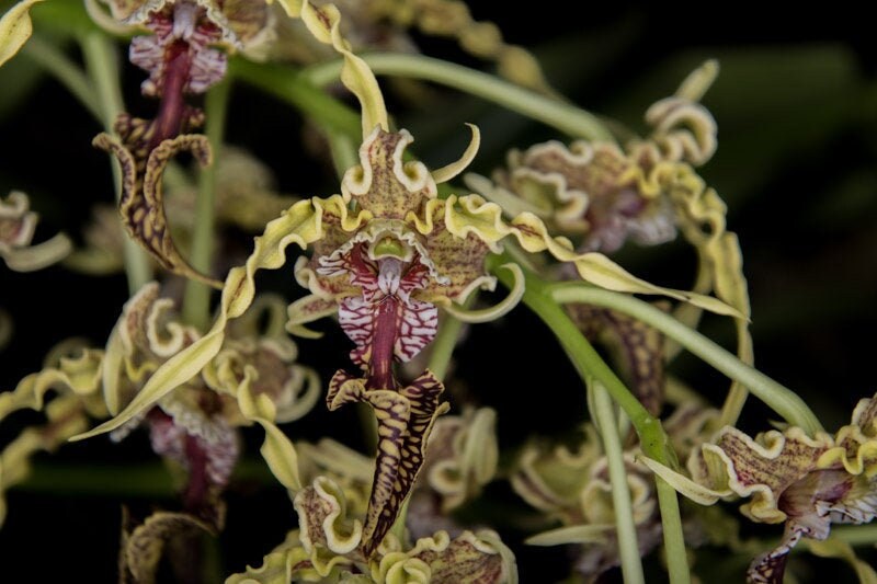 Fragrant Alien Orchid Dendrobium spectabile