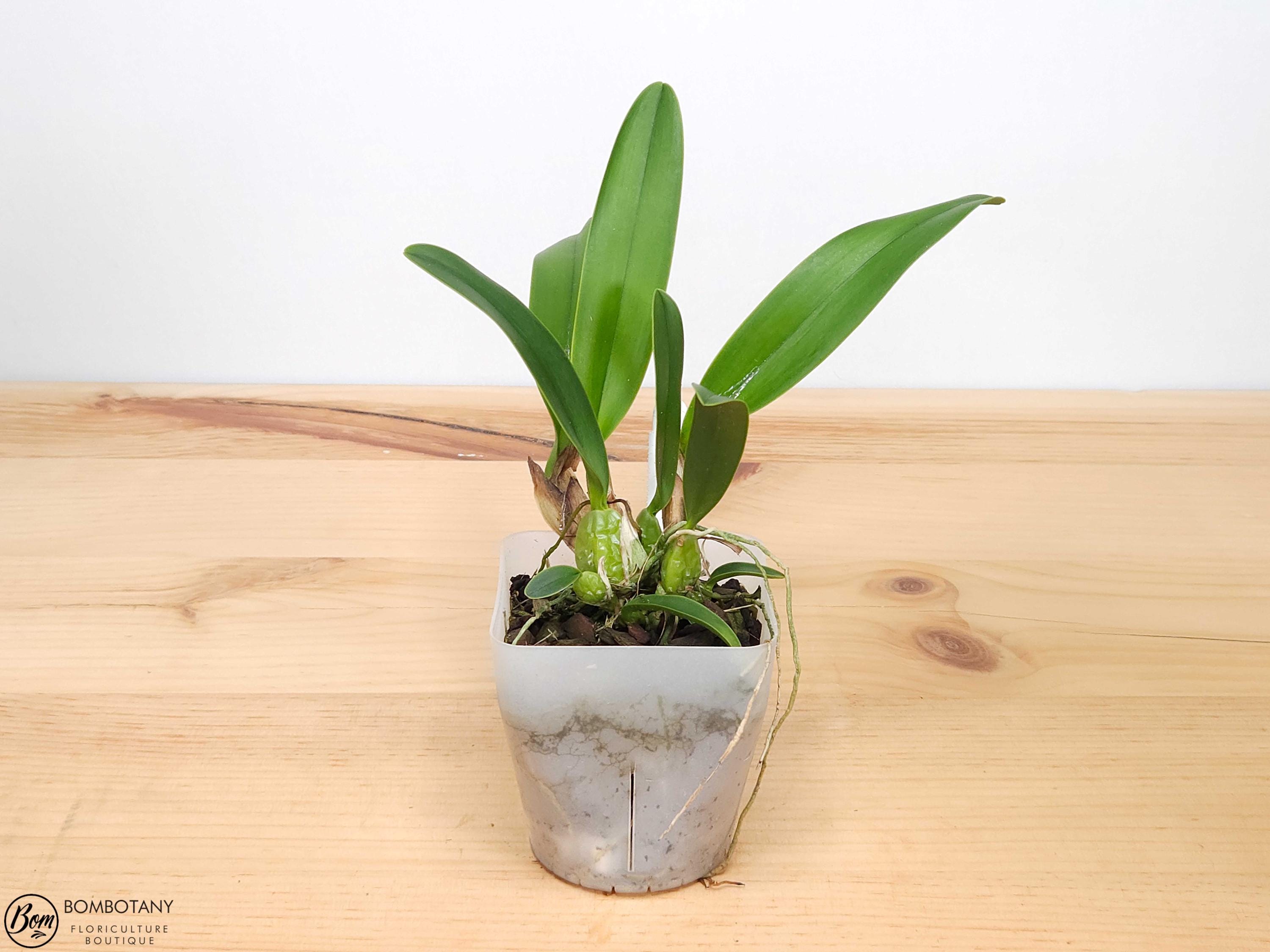 Fragrant Species Laelia rubescens