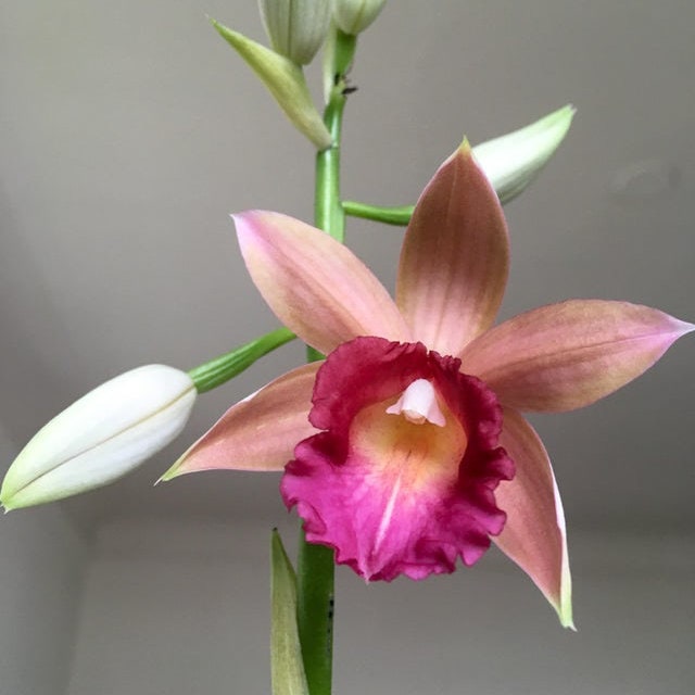 Terrestrial Phaius Lady Ramona Harris 'Here's Looking at You'