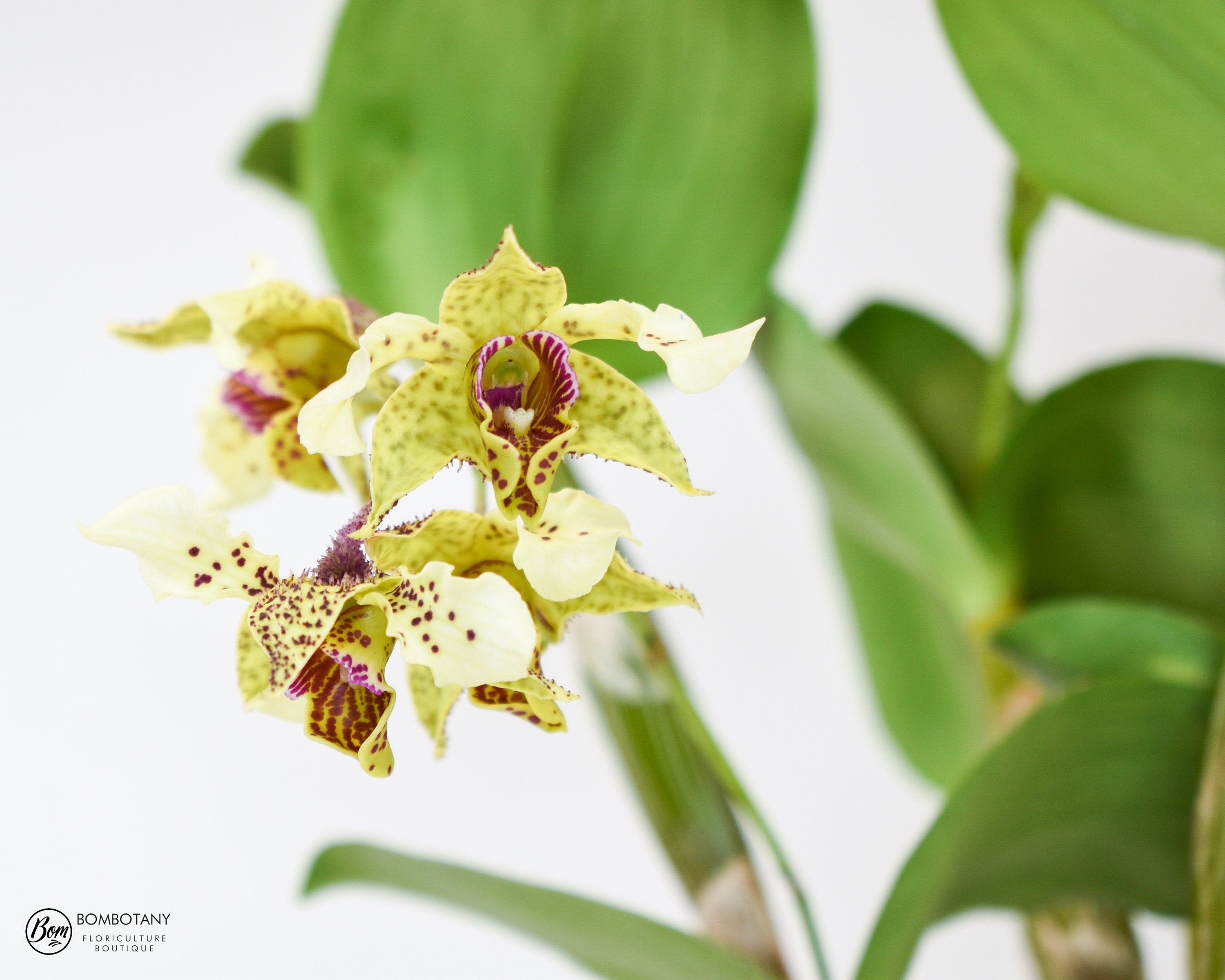 Fragrant Dendrobium Miva Abracadabra IN SPIKE