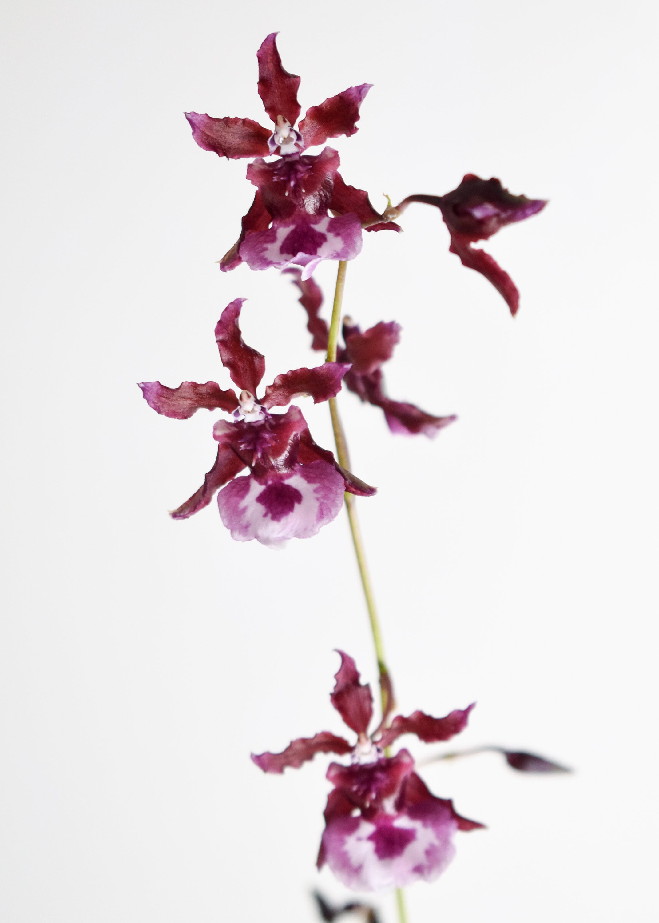 Chocolate Fragrant Oncidium Heaven Scent 'Sweet Baby' IN SPIKE