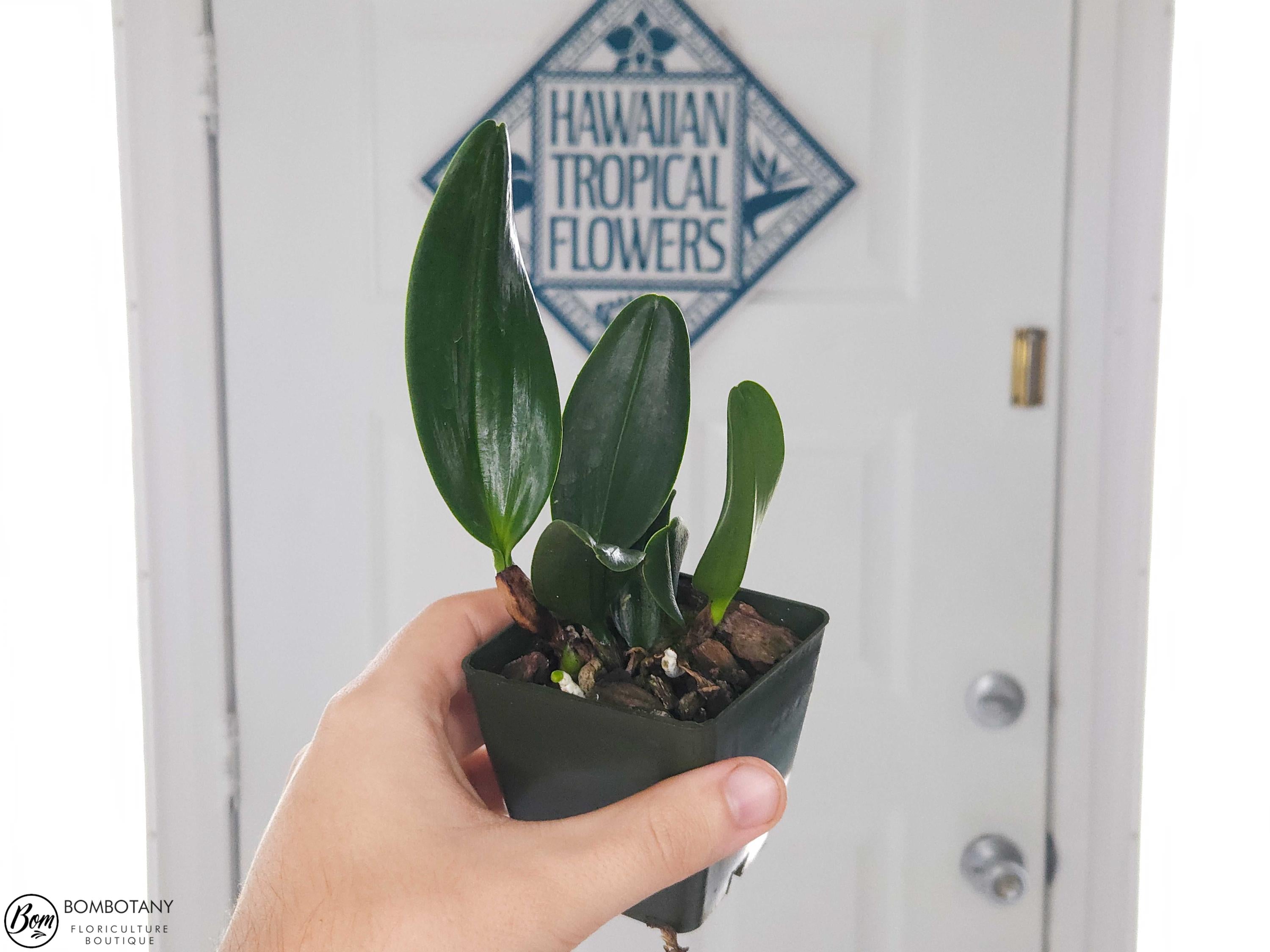 Starter Rhyncholaeliocattleya Tropic Flame 'Volcano Queen'