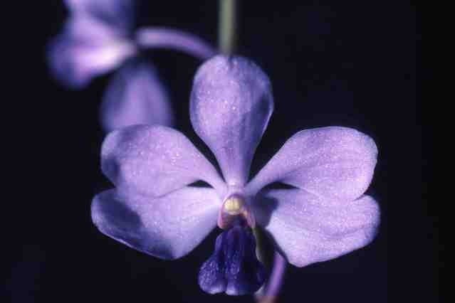 Species Vanda coerulescens