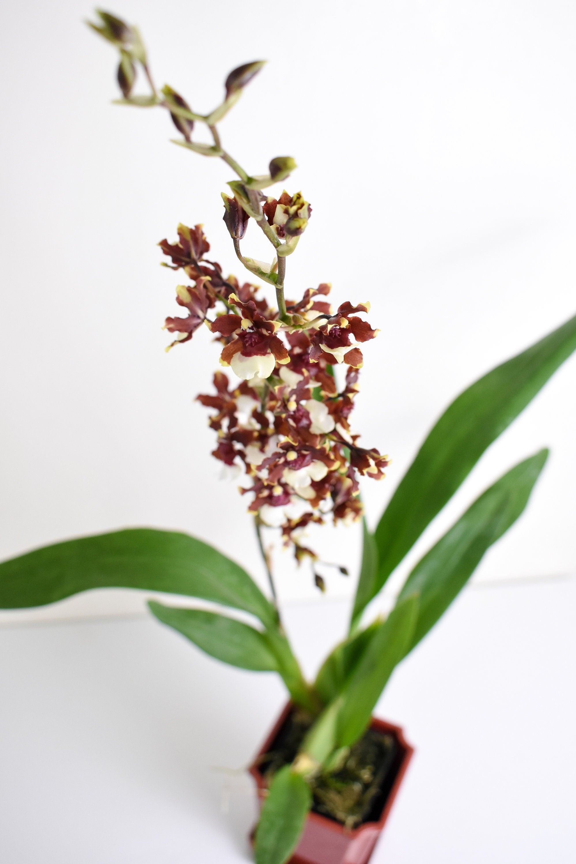 Fragrant Oncidium Aka Baby 'Raspberry Chocolate' IN SPIKE