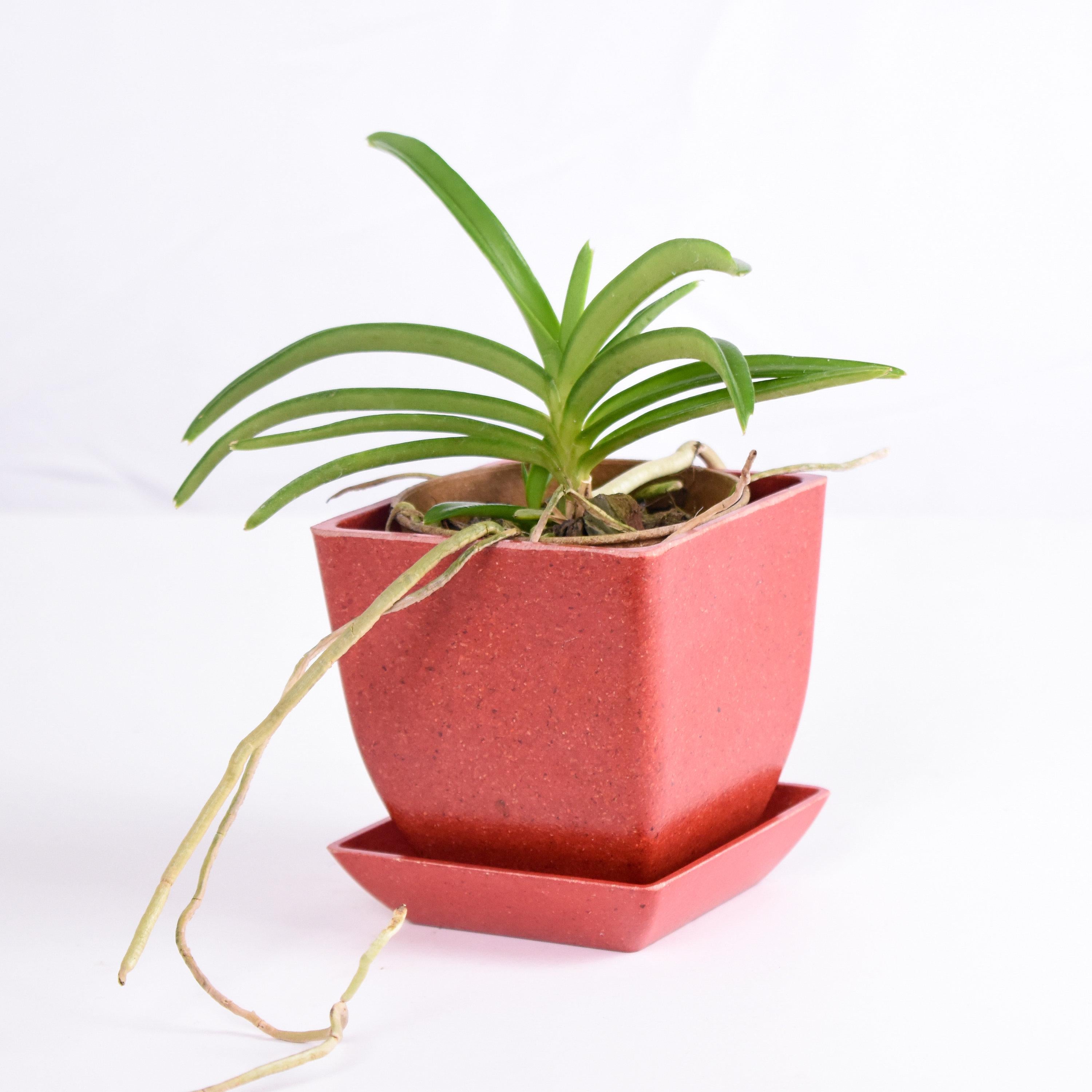 Species Vanda coerulescens Pink Form IN SPIKE