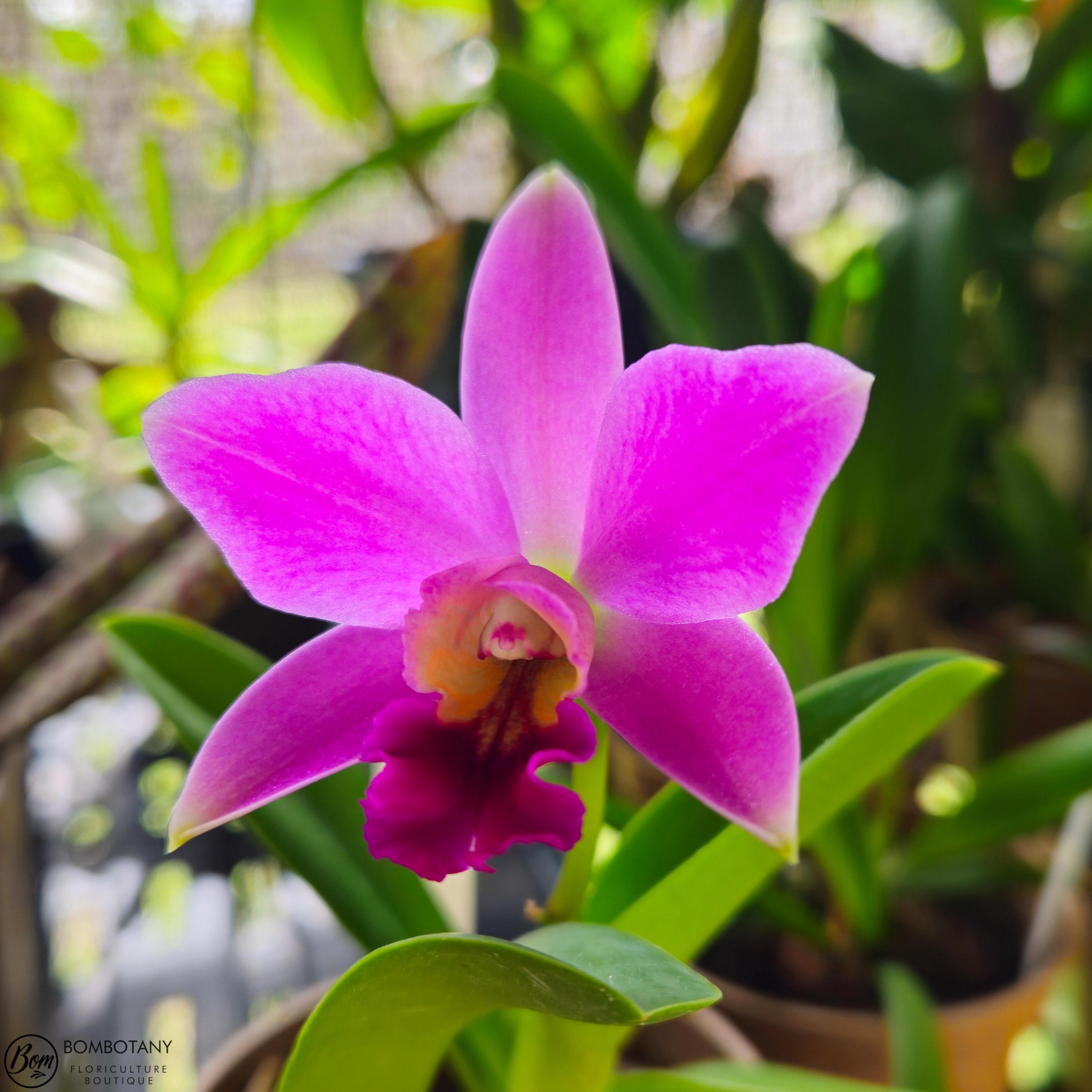 Fragrant Mini Laeliocattleya Amethyst Star 'Parkside' IN SPIKE