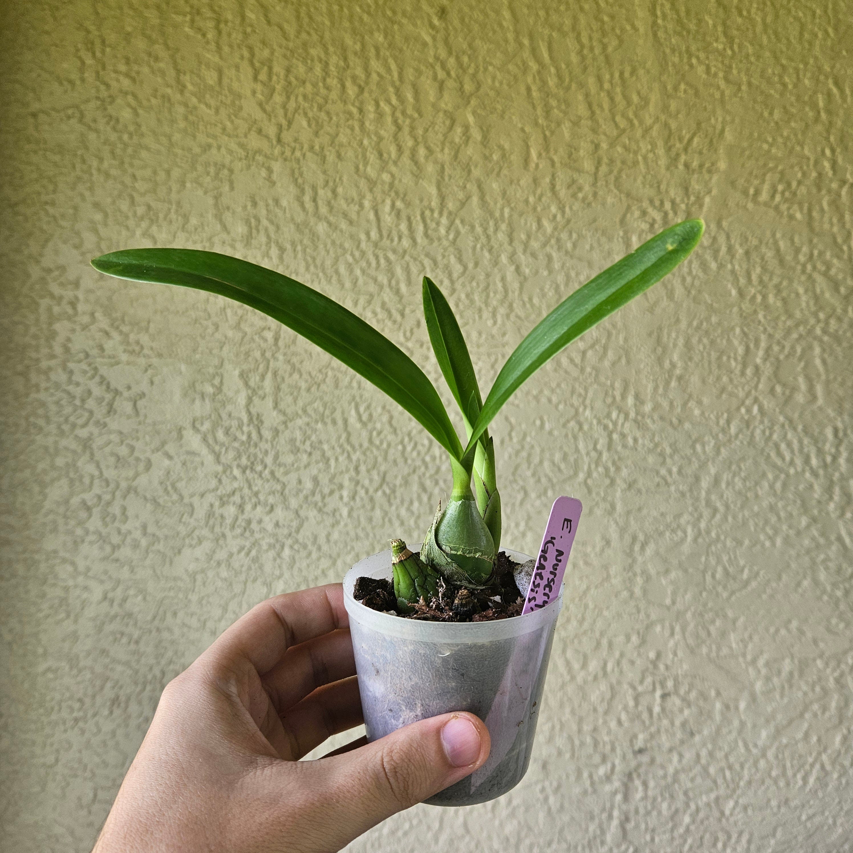 Fragrant Starter Encyclia Nursery Rhyme 'Genesis'