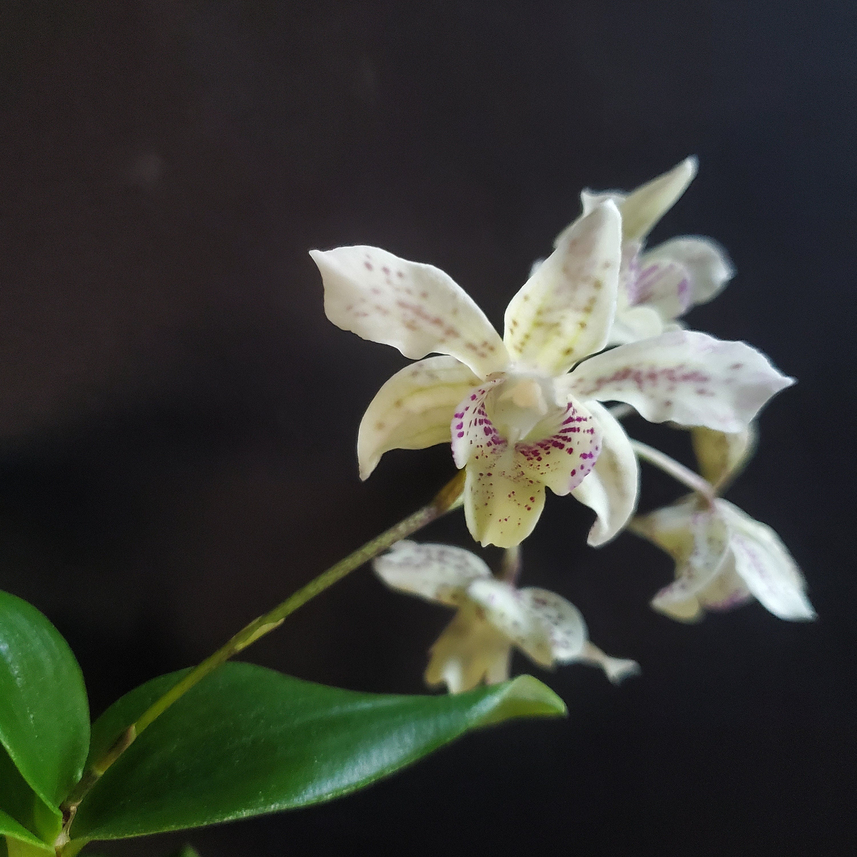 Fragrant Dendrobium Royal Chip x Pygmy Chip IN SPIKE