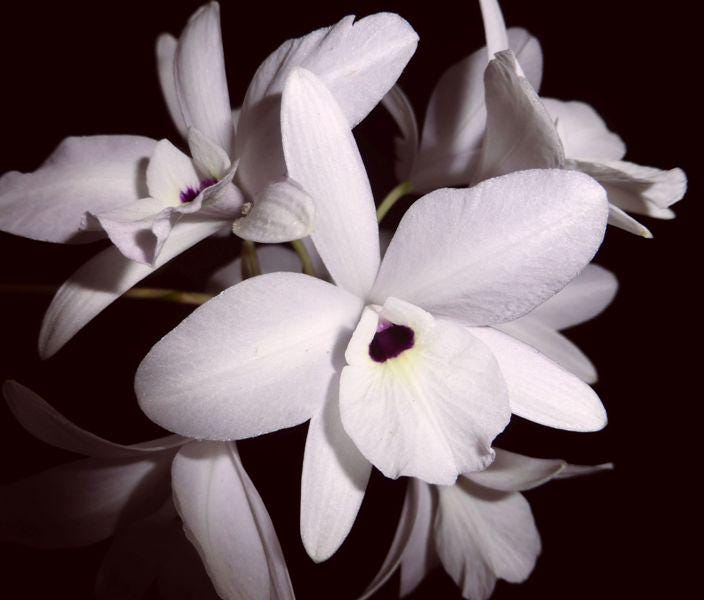 Fragrant Species Laelia rubescens