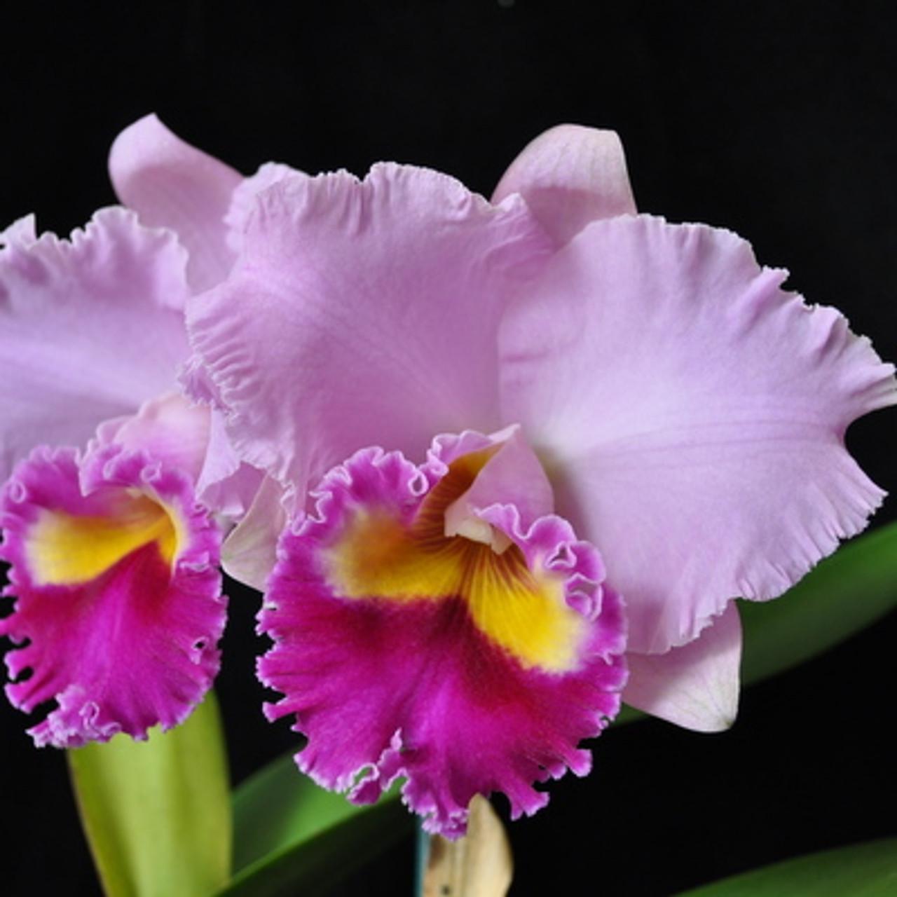 Starter Rhyncholaeliocattleya Joy Sokabe 'Shining'