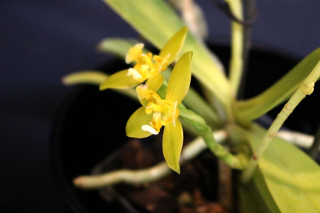 Fragrant Starter Species Phalaenopsis cornu-cervi var flava