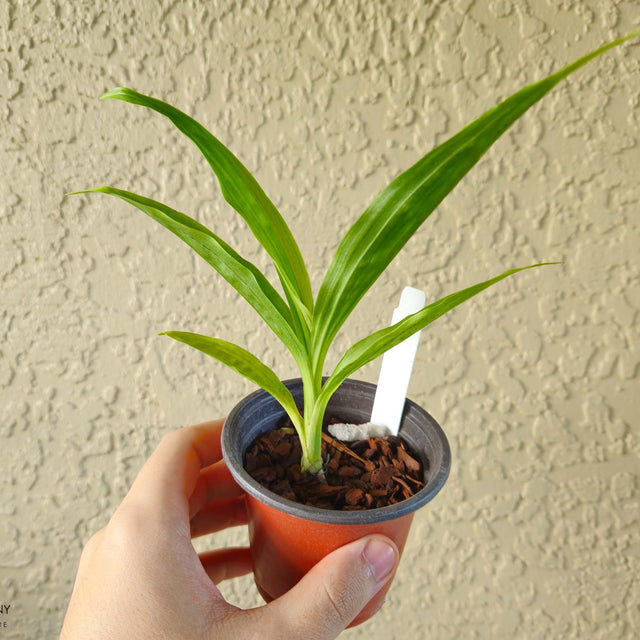 Starter Phaius Lady Ramona Harris 'Here's Looking at You'