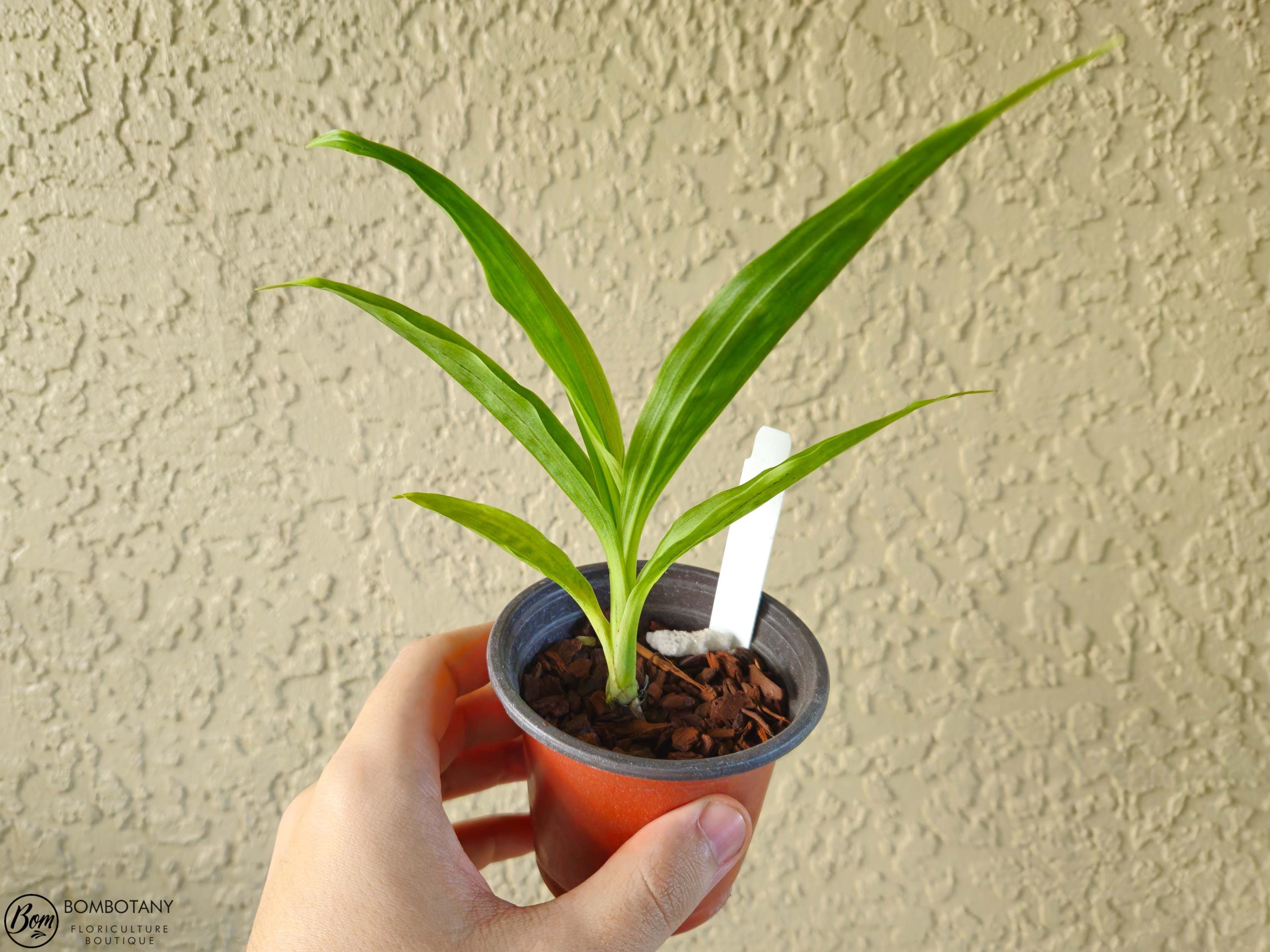 Starter Phaius Lady Ramona Harris 'Here's Looking at You'