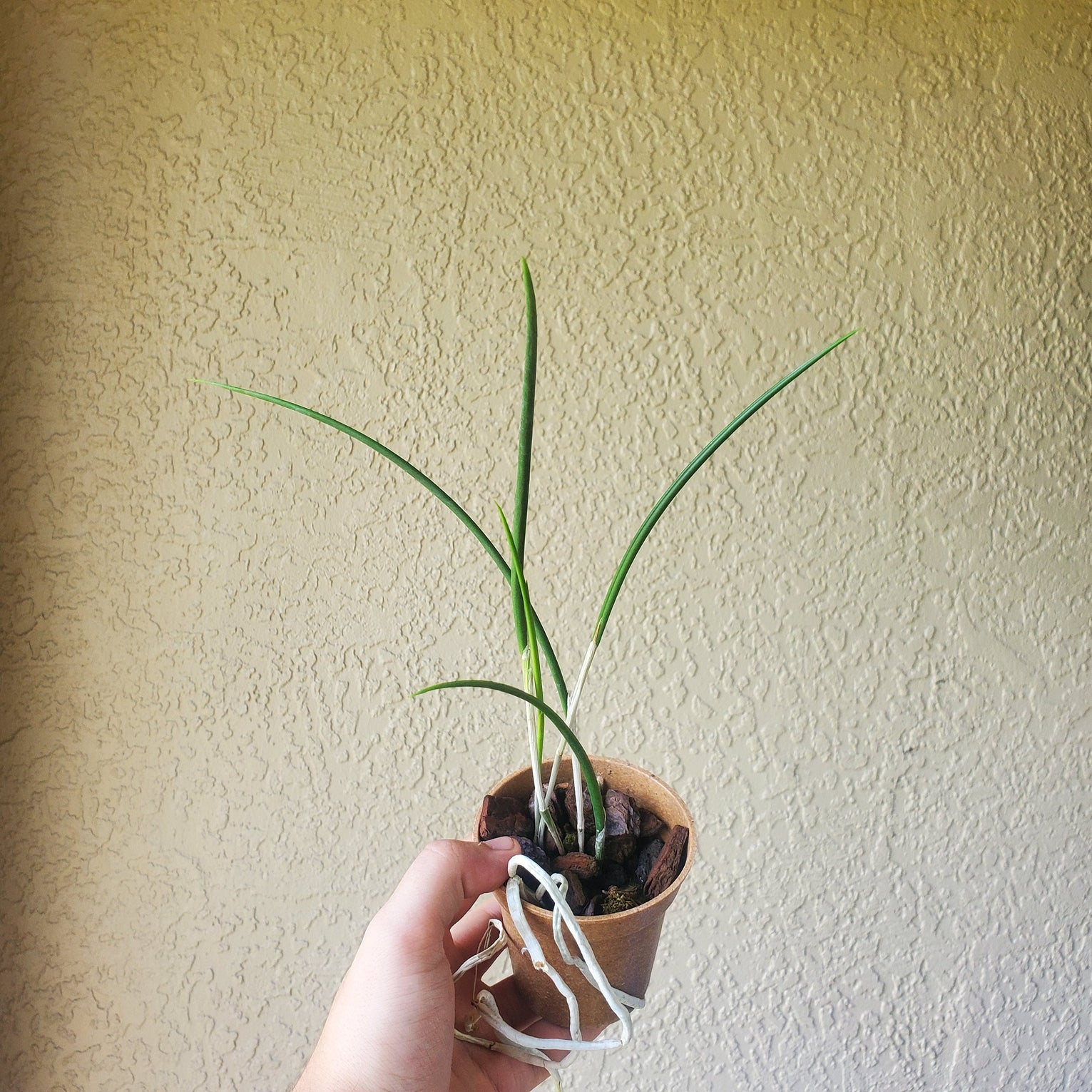 Fragrant Brassavola cucullata