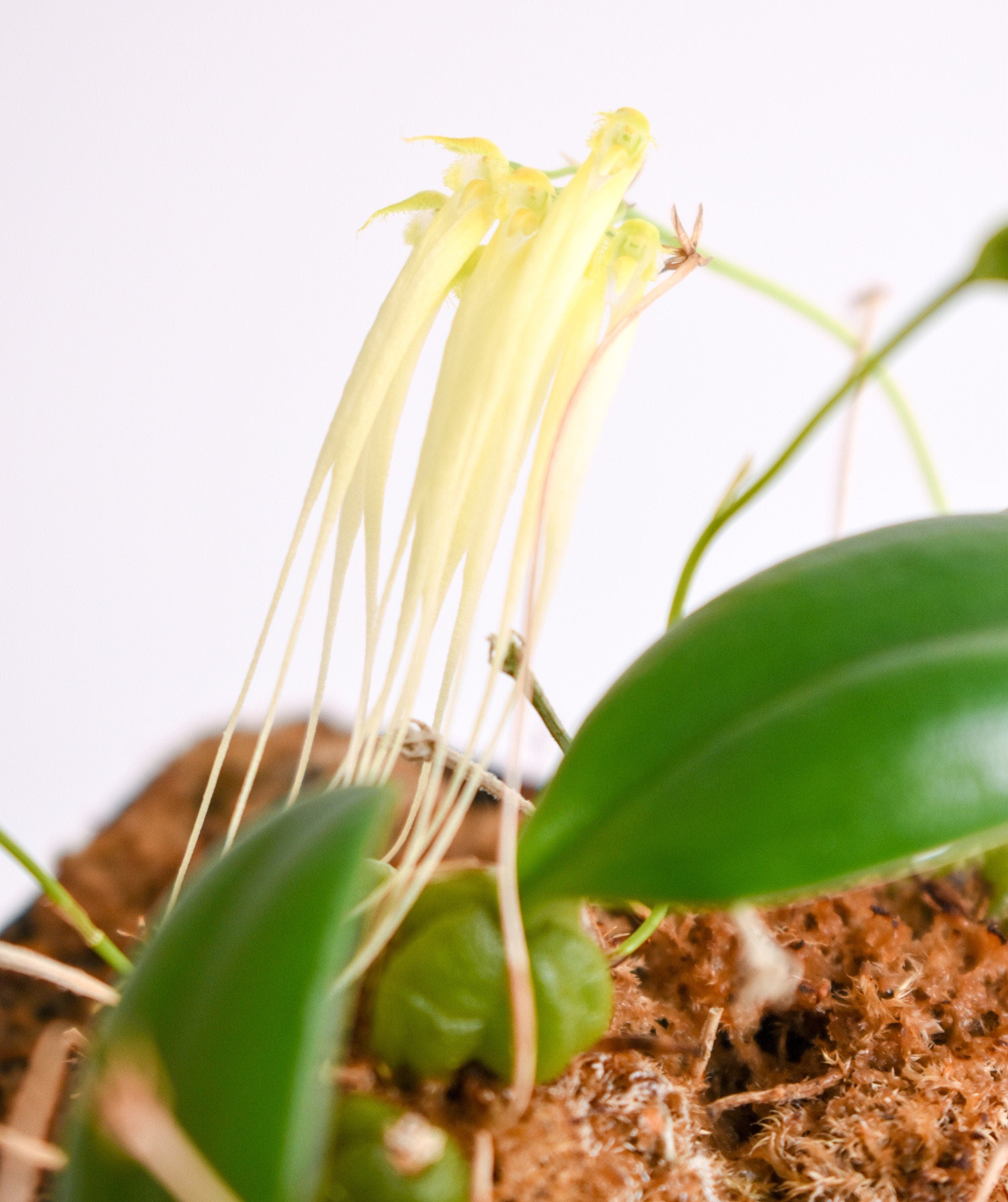 Mini Bulbophyllum tingabarinum forma flavum