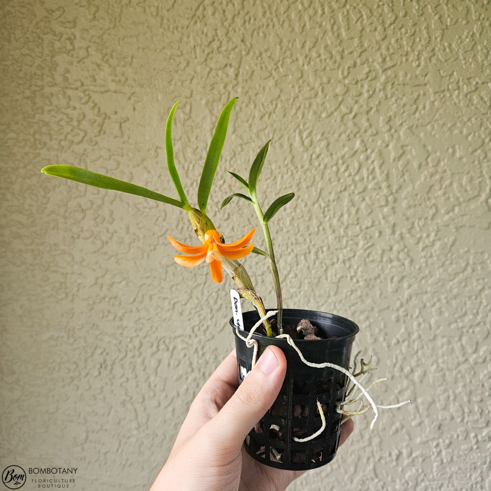 Fragrant Species Dendrobium unicum