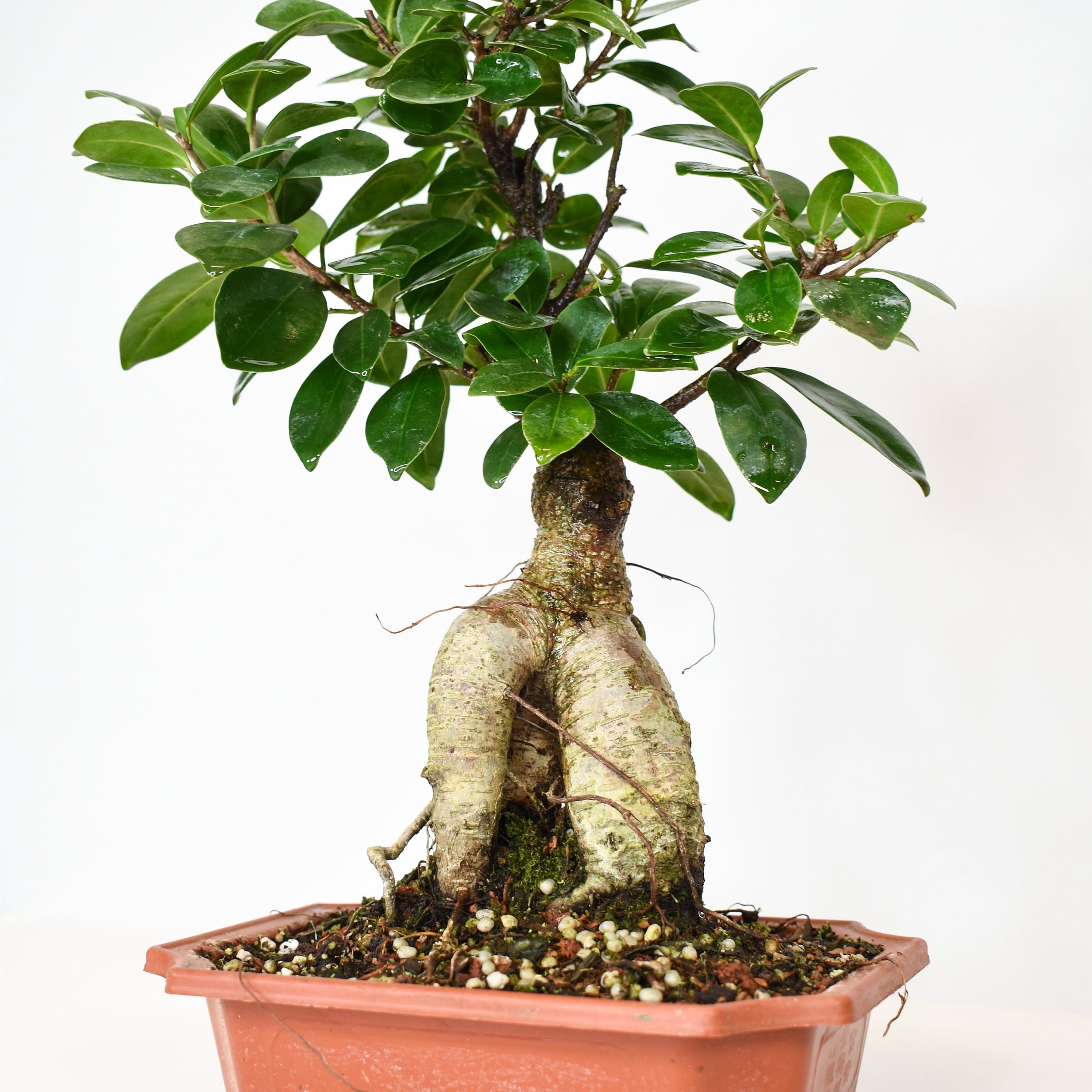 Ginseng Plant XL Bonsai – bombotany Pot Ficus in 7\