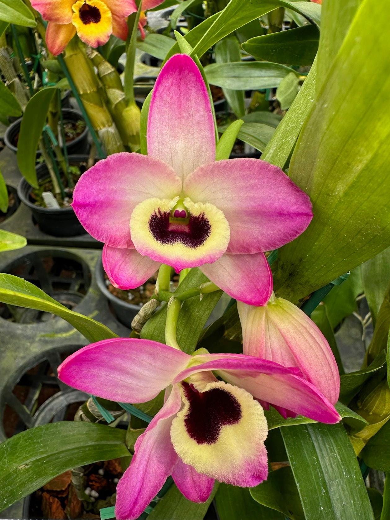 Fragrant Dendrobium Oriental Smile 'Butterfly'