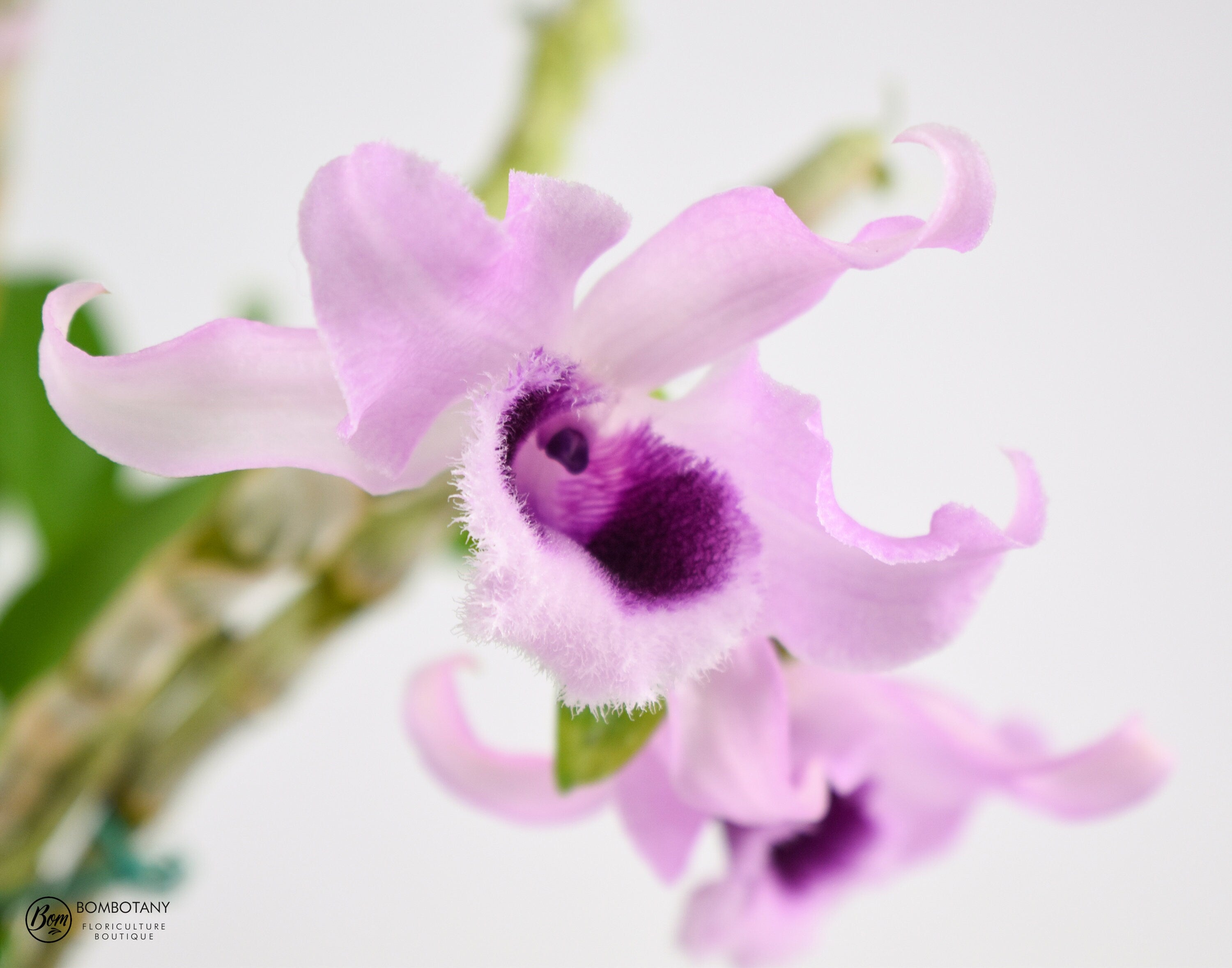 Fragrant Dendrobium anosmum