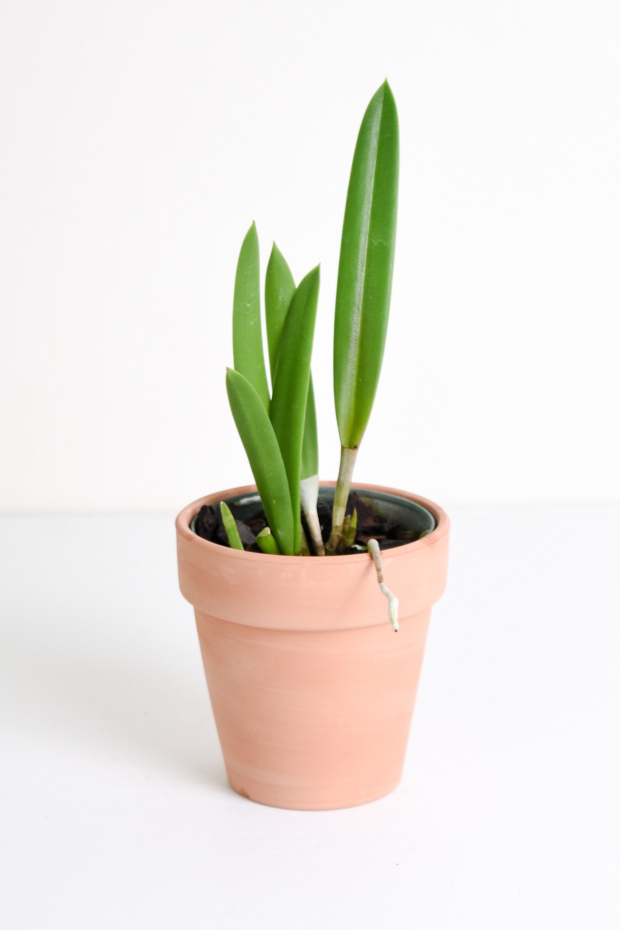 Fragrant Brassavola Little Stars IN SPIKE