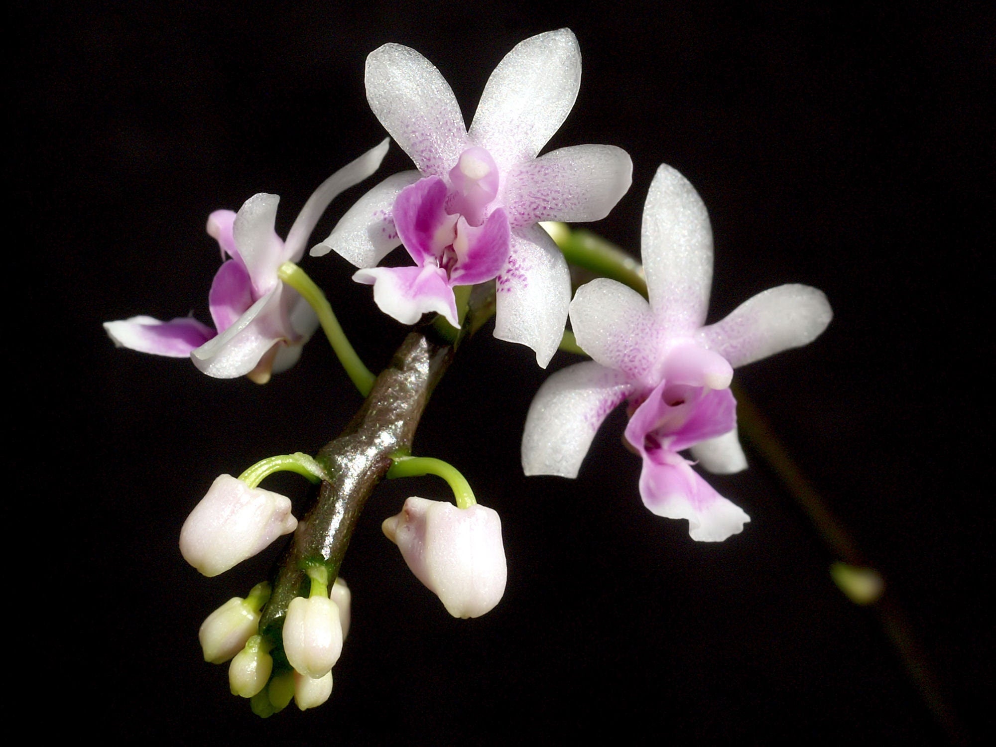 Fragrant Species P. mannii, Mann's Phalaenopsis