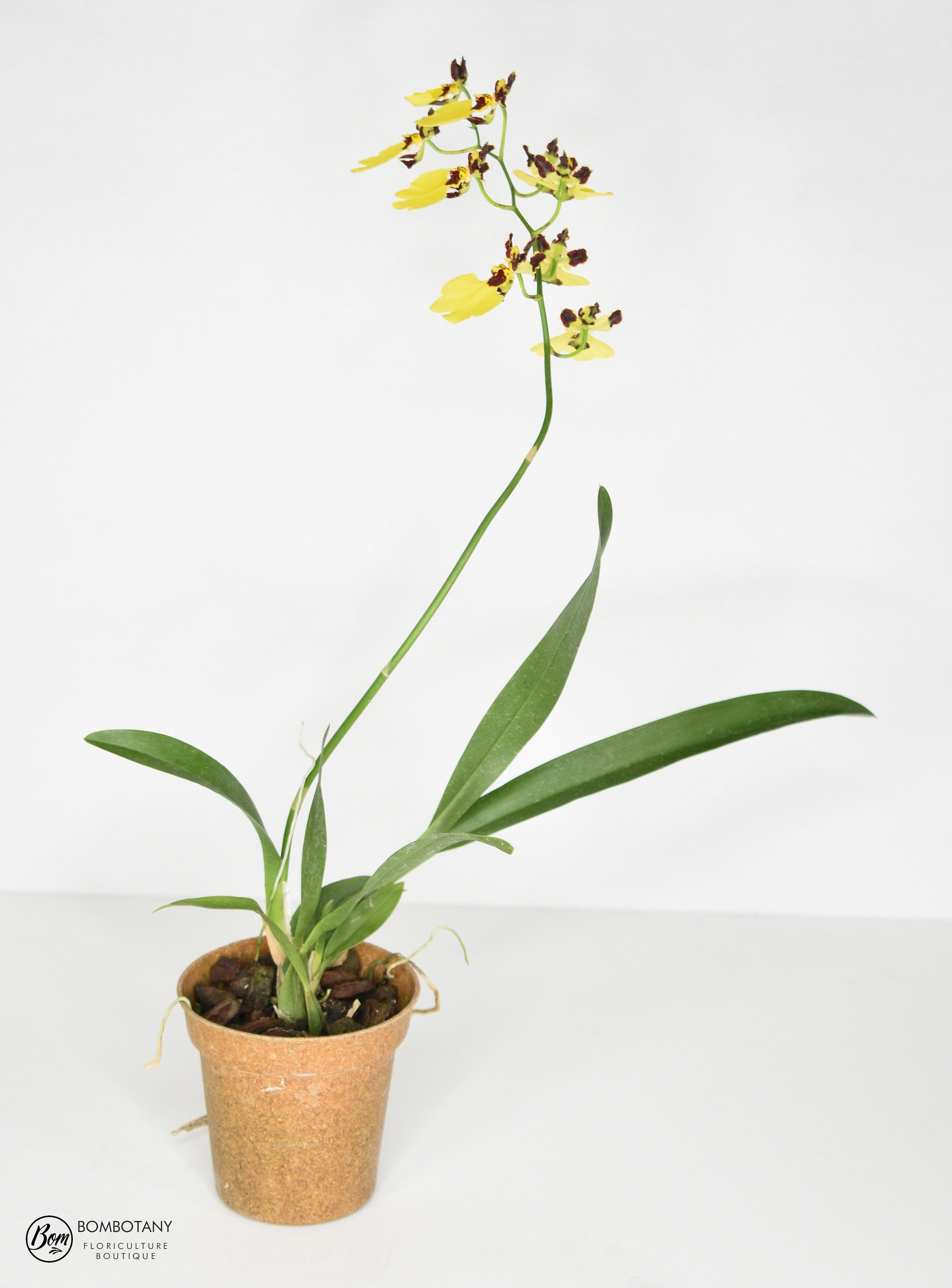 Mini Dancing Lady Oncidium Moon Shadow Tiger Tail