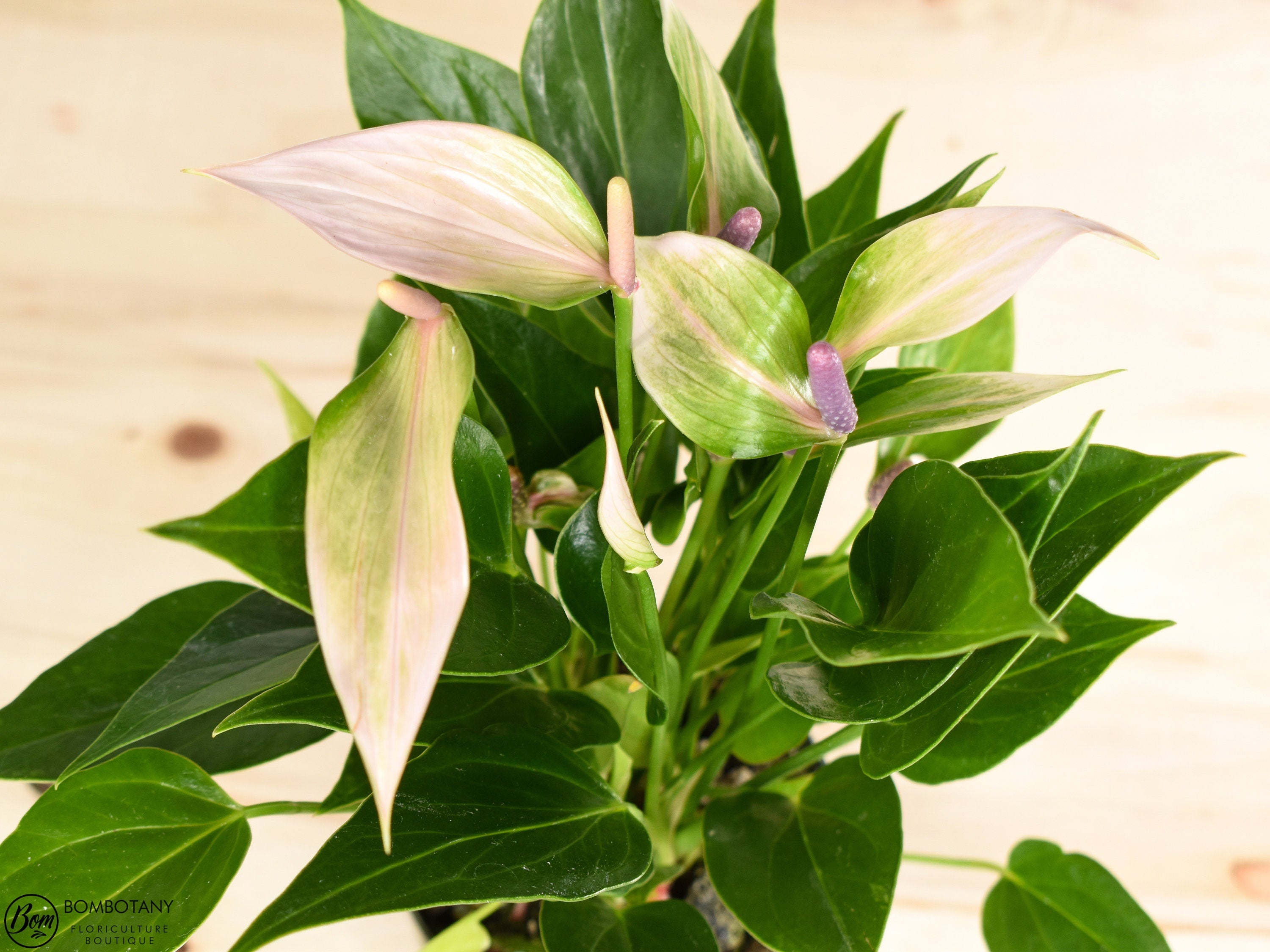 anthurium nano sweet Anthurium Nano Sweet 4.25" Pot