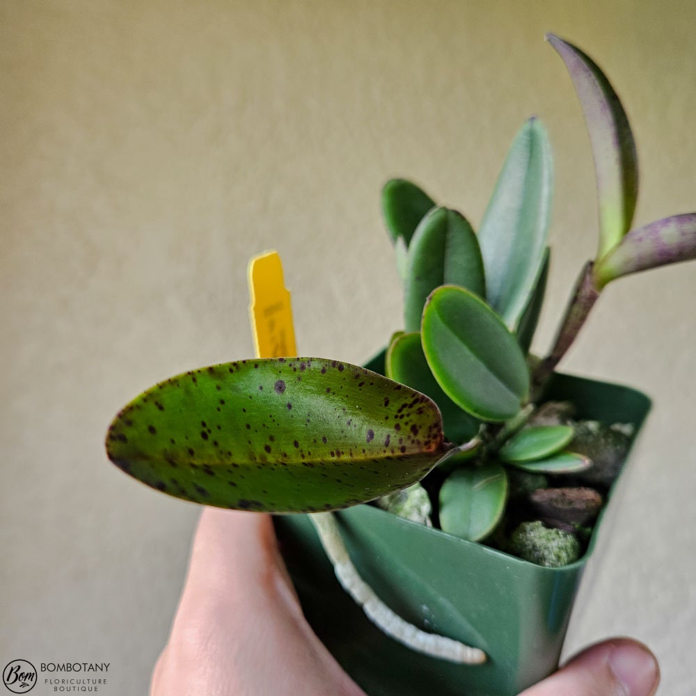 Fragrant Mottled Leaf Cattleya Peckaviensis