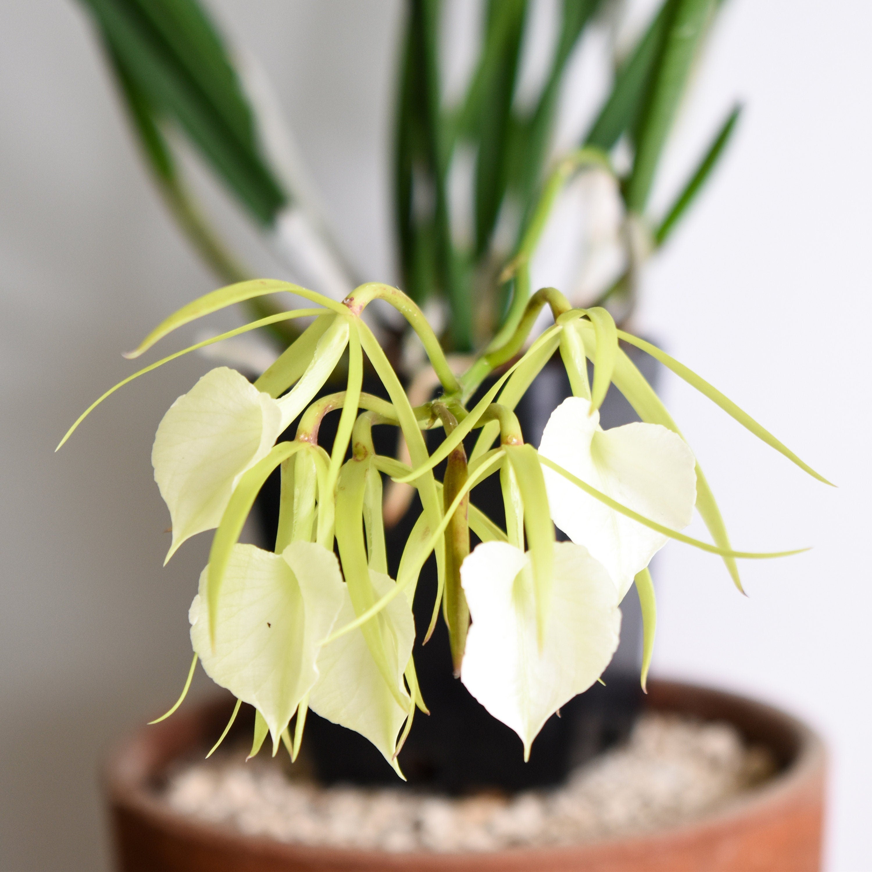 Fragrant Brassavola Little Stars IN SPIKE