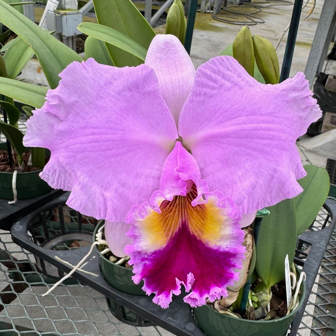 Rlc. Nana Honda 'Volcano Queen'