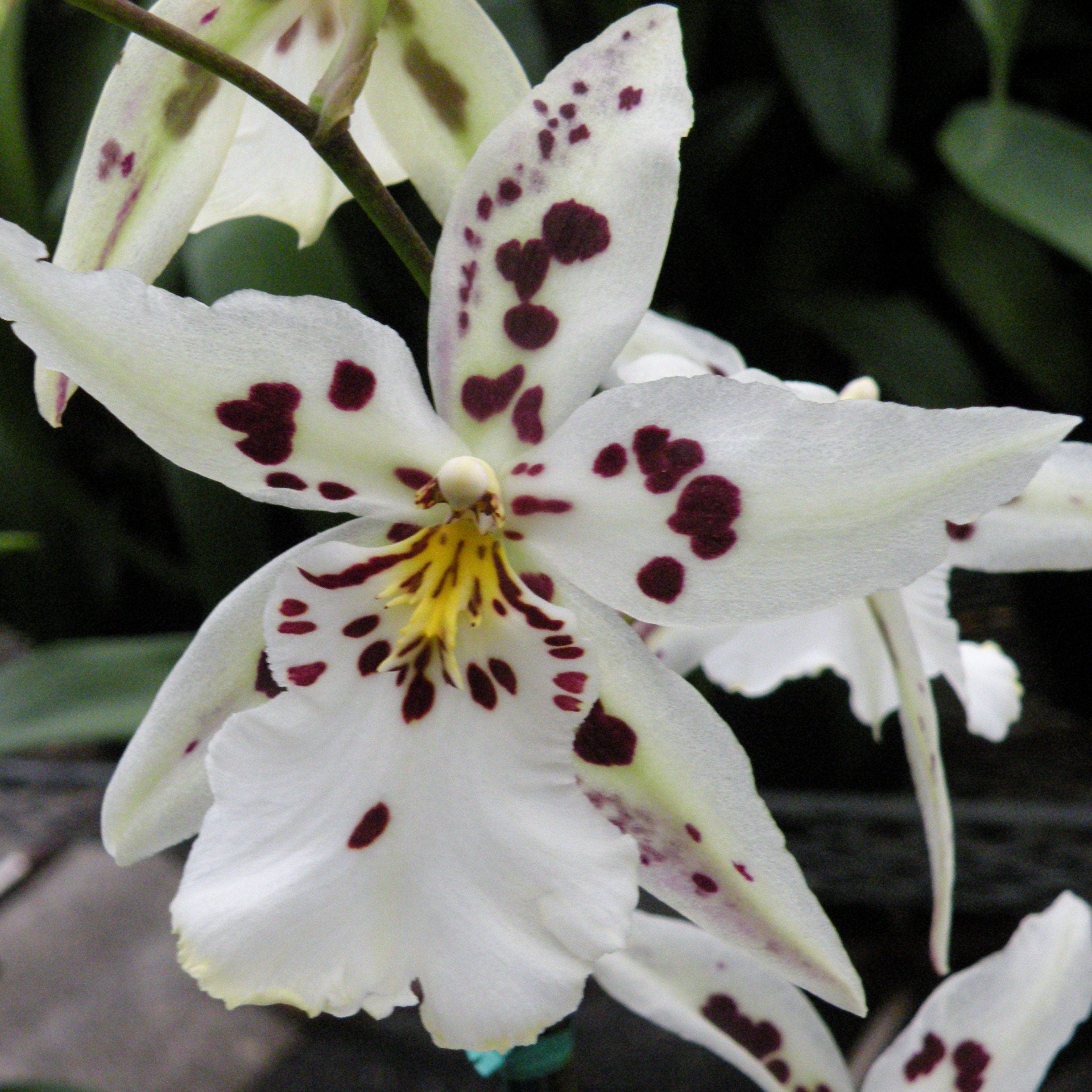 Beallara Tropic Lily 'Chocolate Drop' IN SPIKE