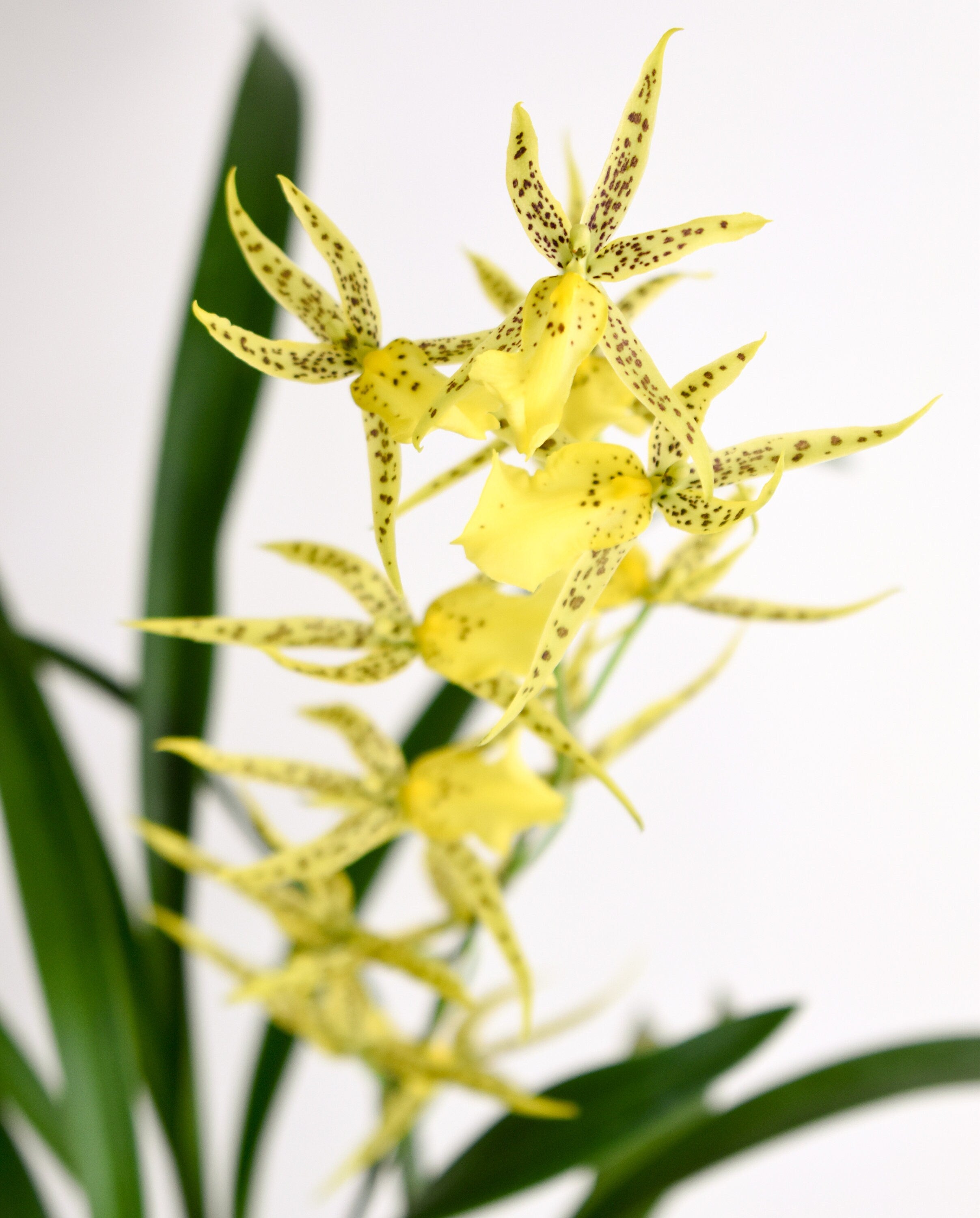 Spider Type Brassidium Nittany Gold 'Dr. John' IN SPIKE