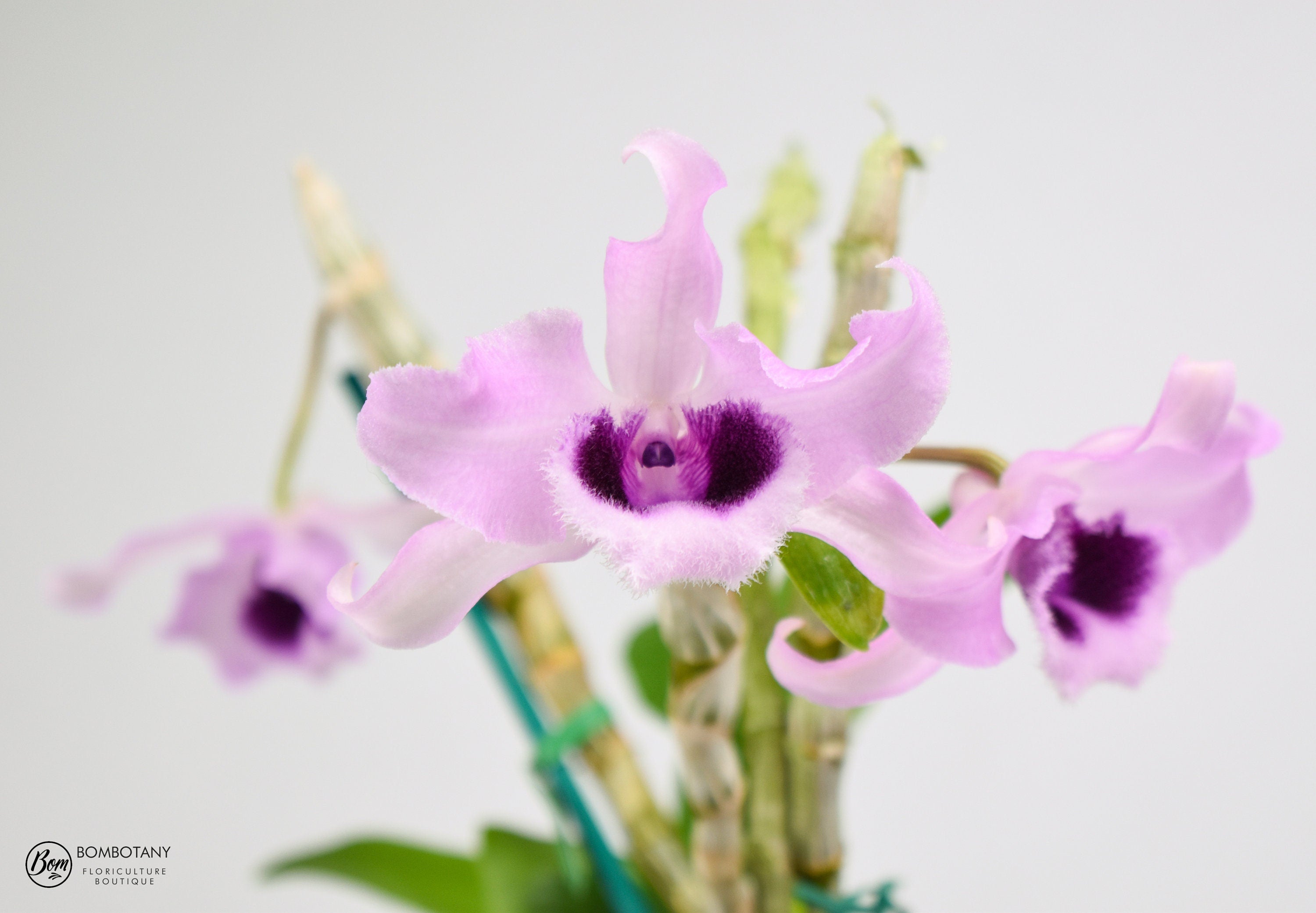 Fragrant Dendrobium anosmum