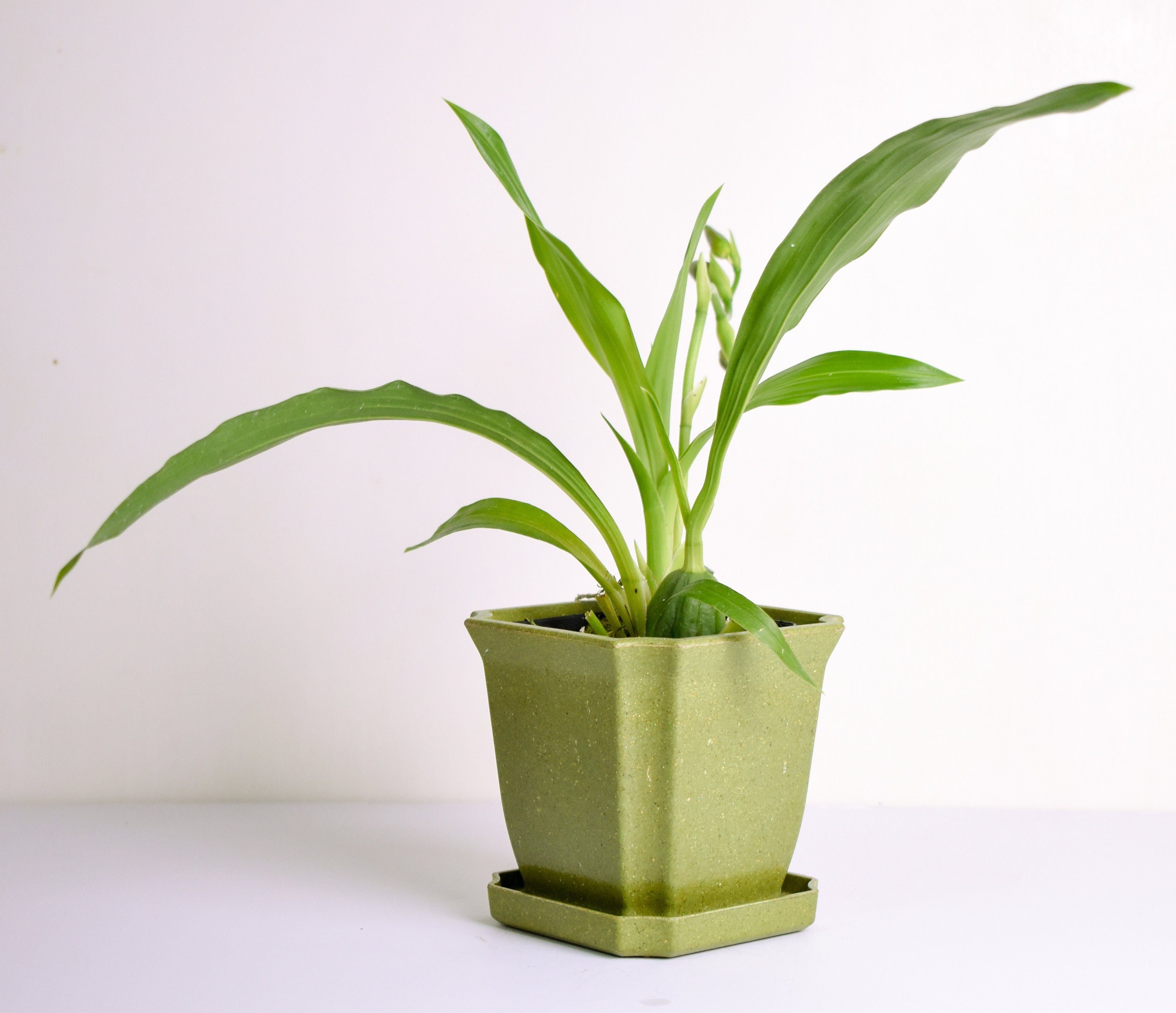 Fragrant Zygopetalum Louisendorf Rhein Moonlight IN SPIKE