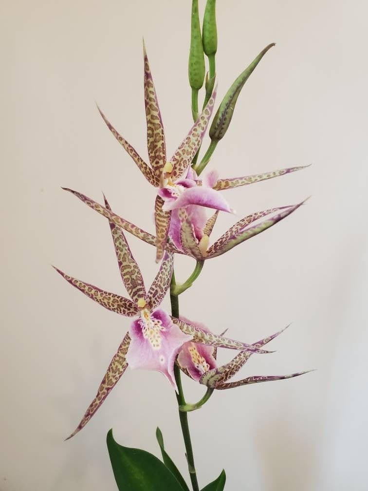 Spider Type Miltassia C. M. Fitch 'Izumi’ IN SPIKE