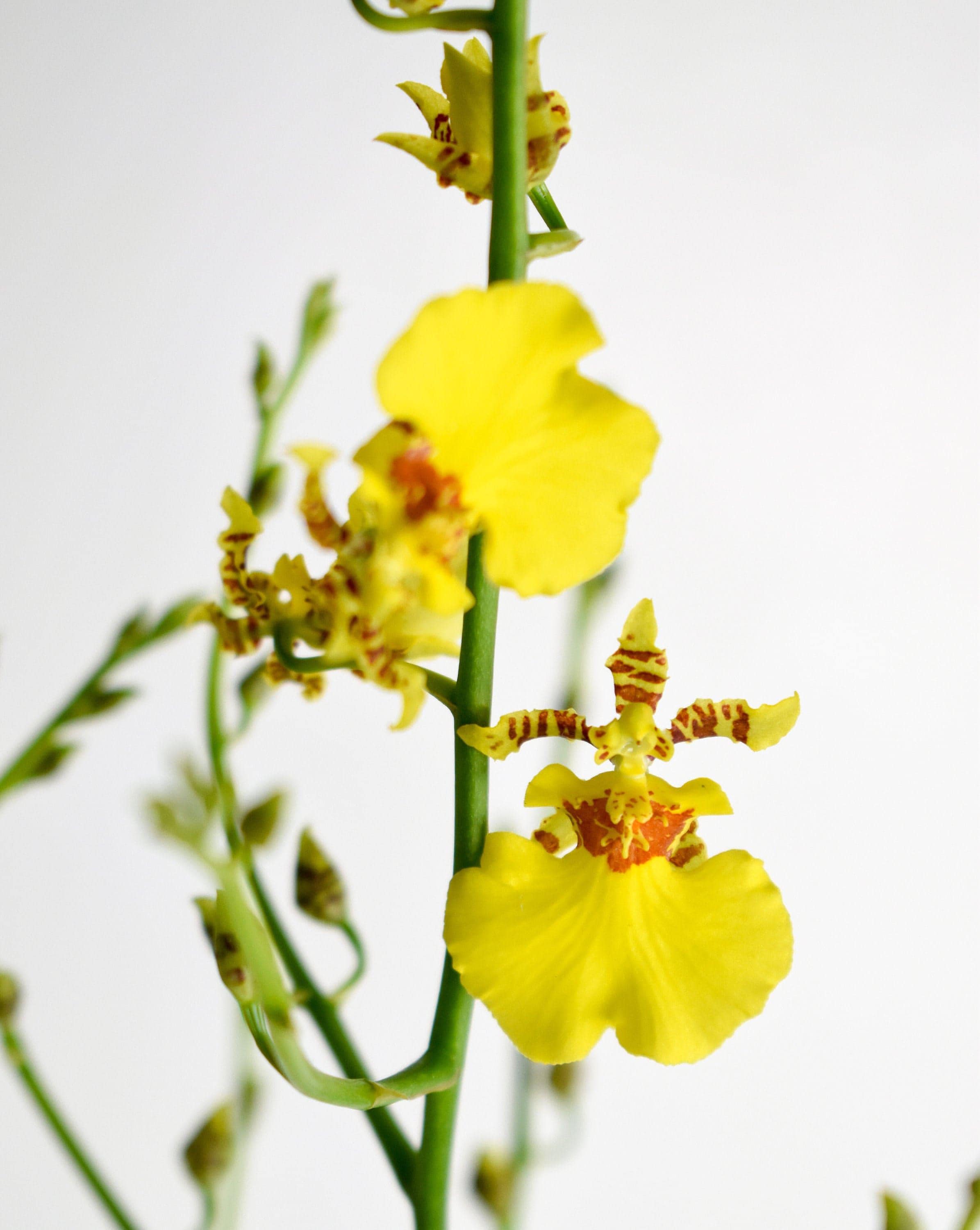 Dancing Lady Starter Oncidium Gower Ramsey